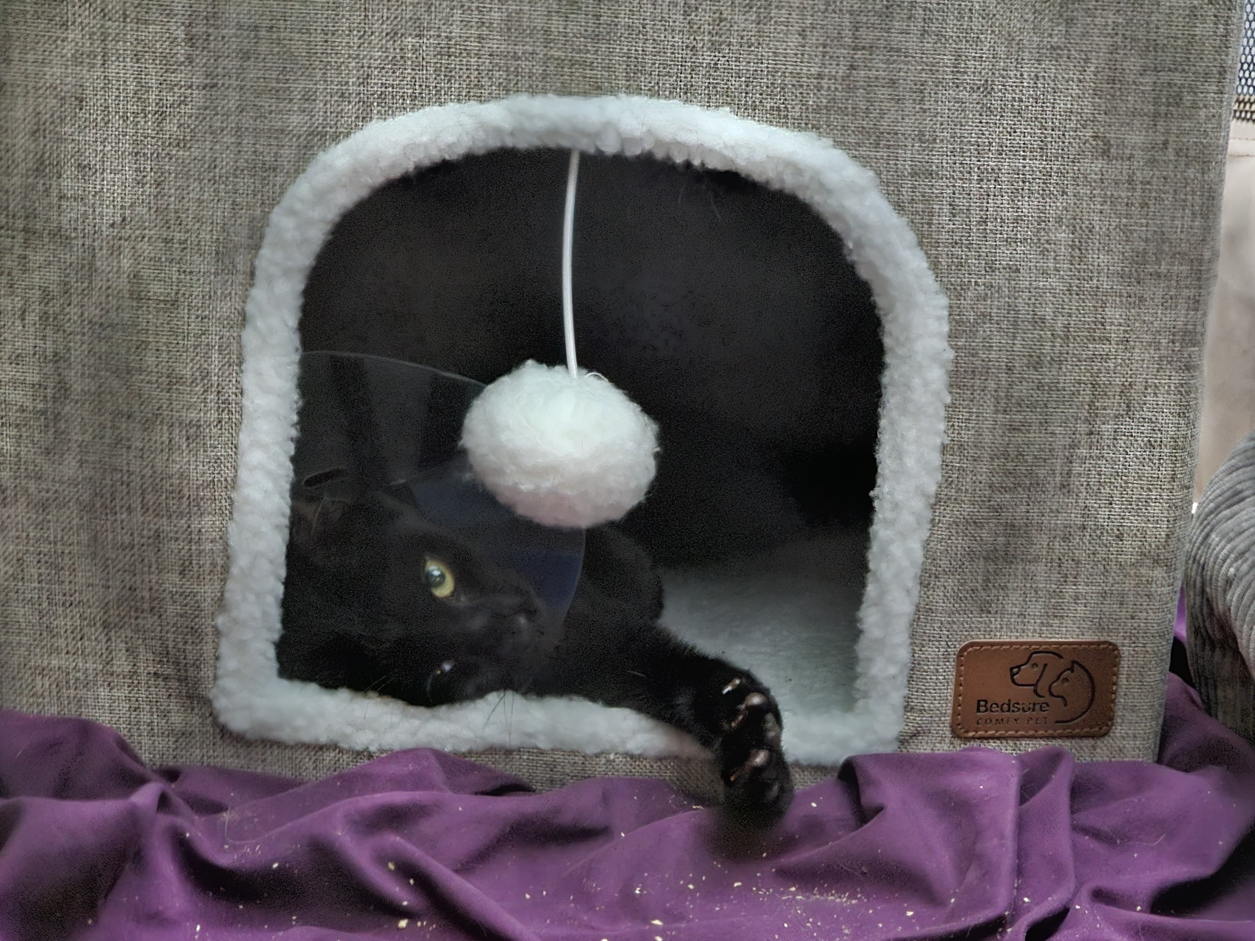 Dara and Kea's Forest Hills Kitten Rescue 2025 campaign photo, 2 of 8