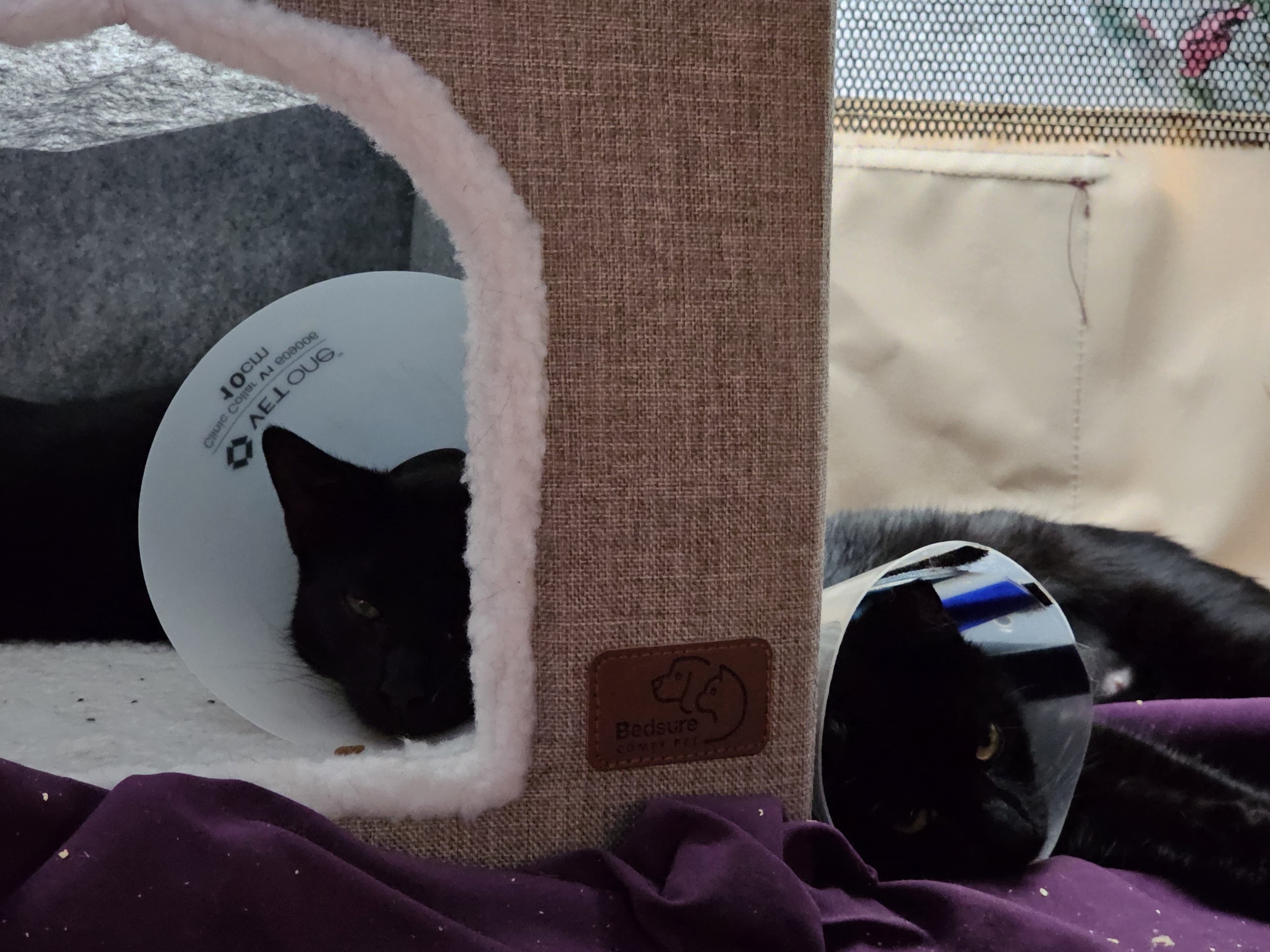 Dara and Kea's Forest Hills Kitten Rescue 2025 campaign photo, 4 of 8