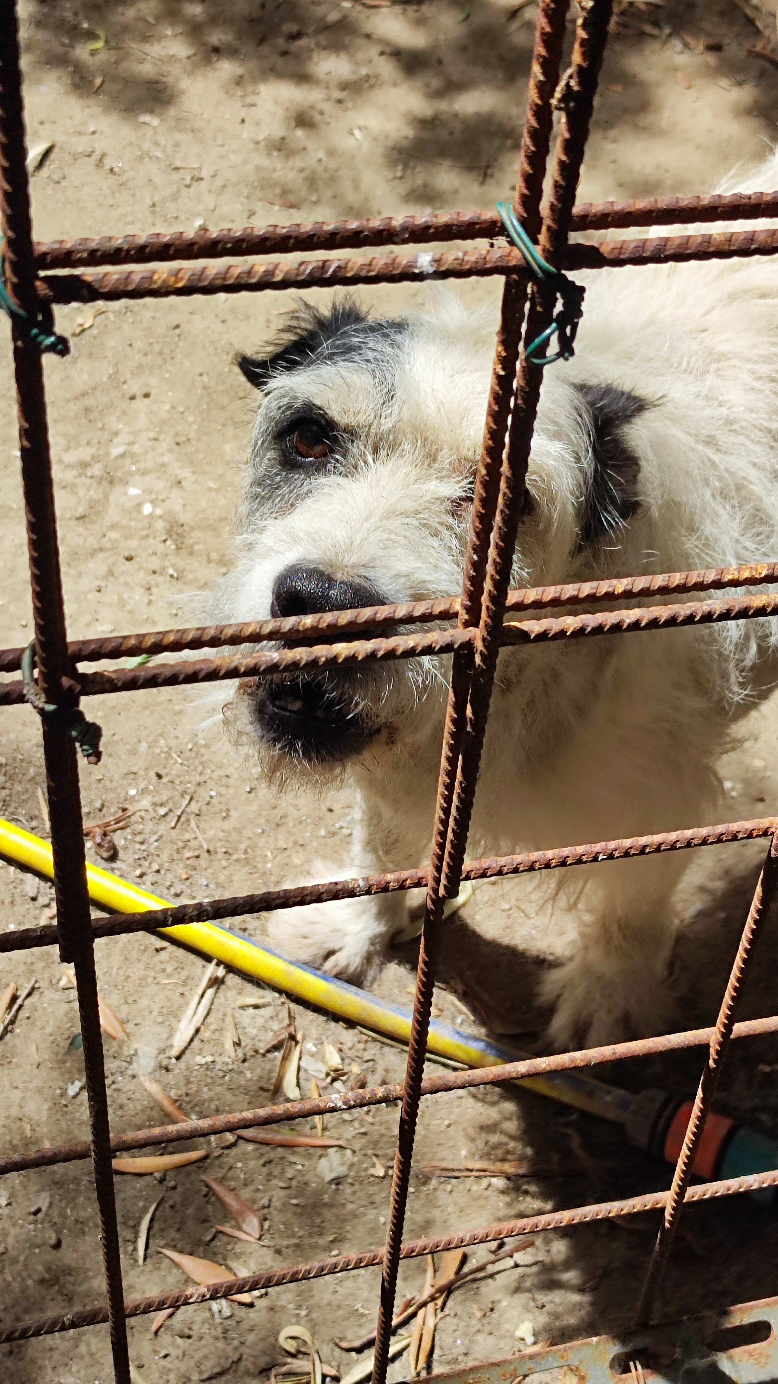Help homeless dog in Italy that Need your support campaign photo, 2 of 4