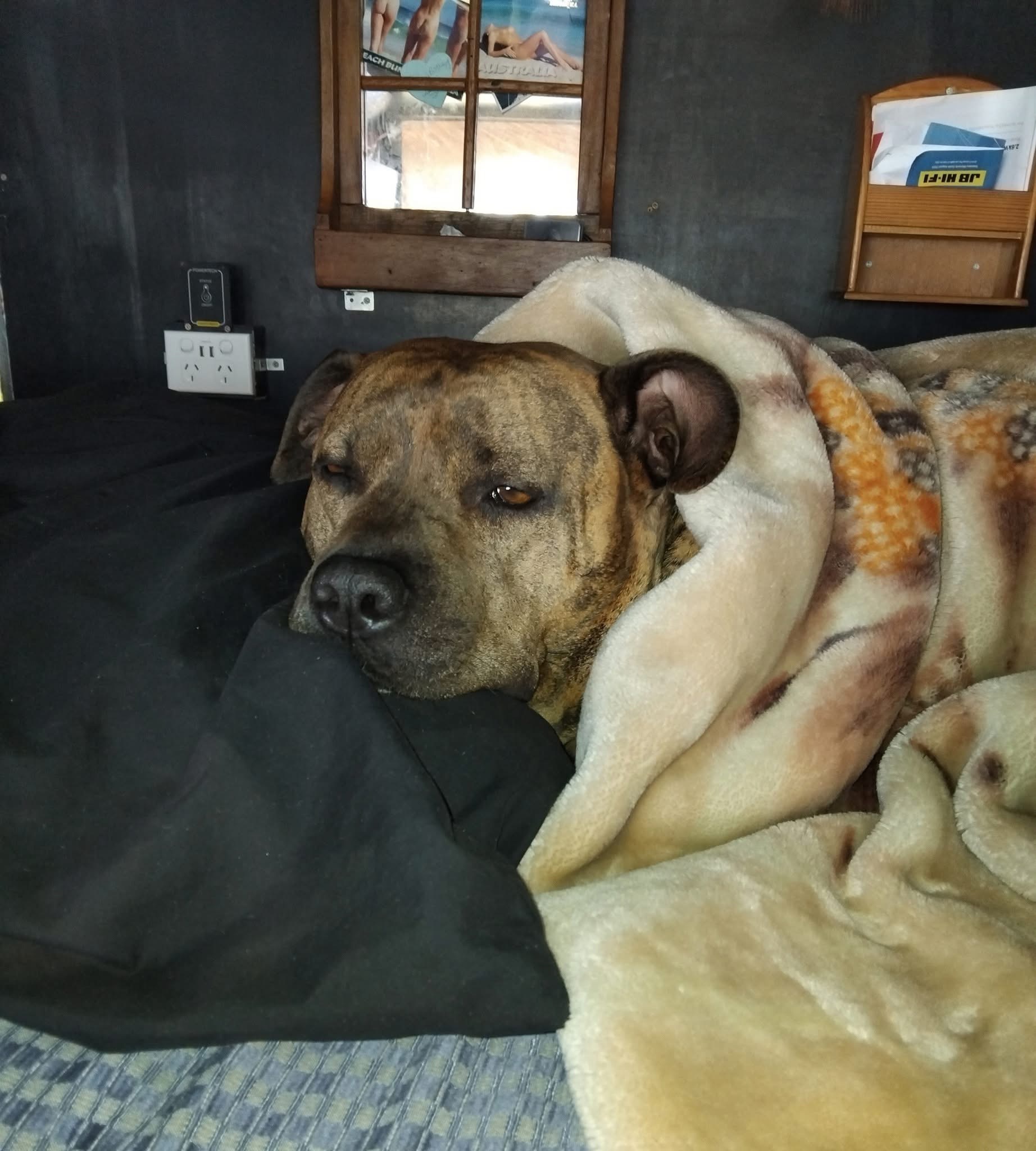LULU -Urgent Vet Assistance campaign photo, 7 of 8