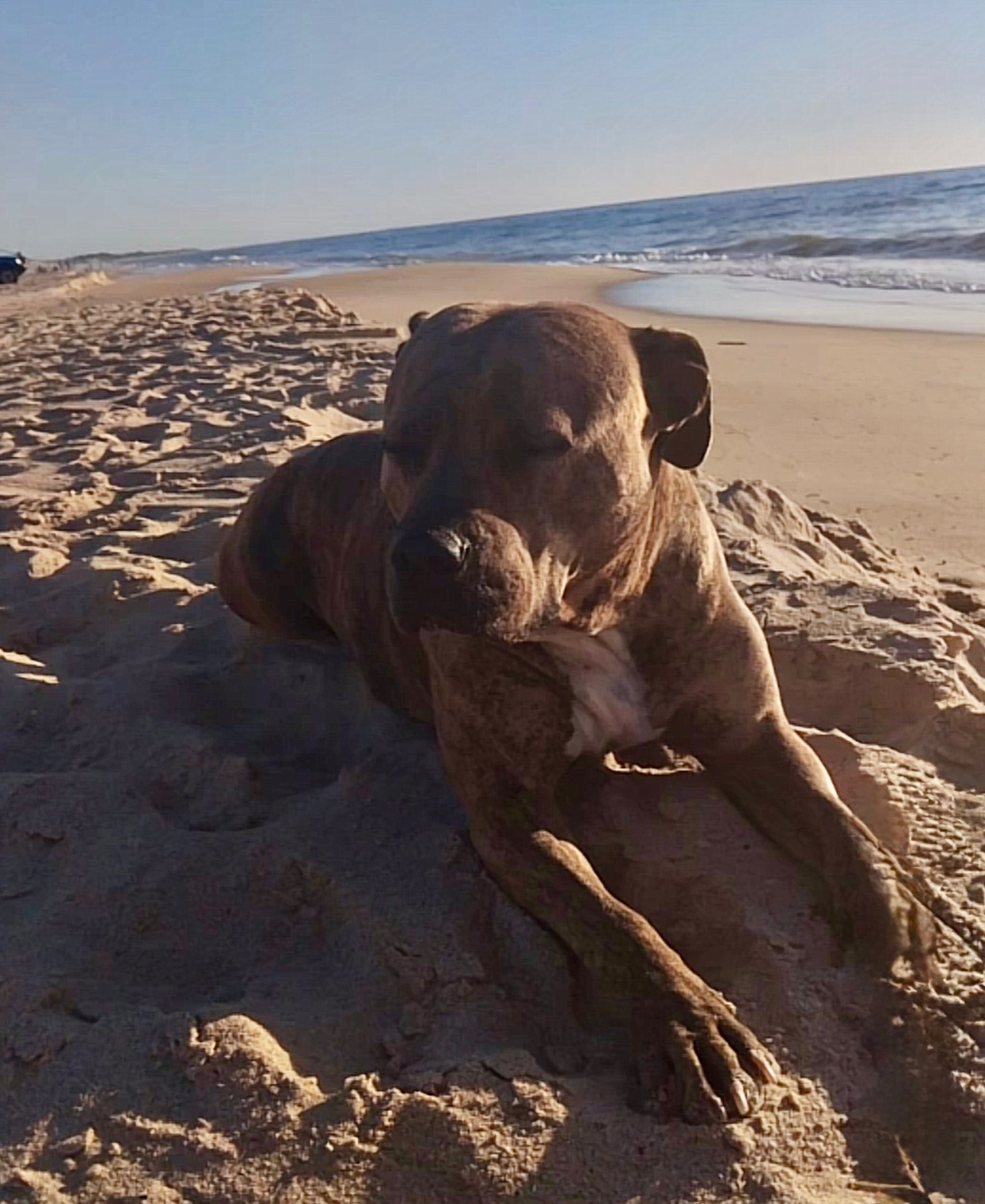 LULU -Urgent Vet Assistance campaign photo, 2 of 8