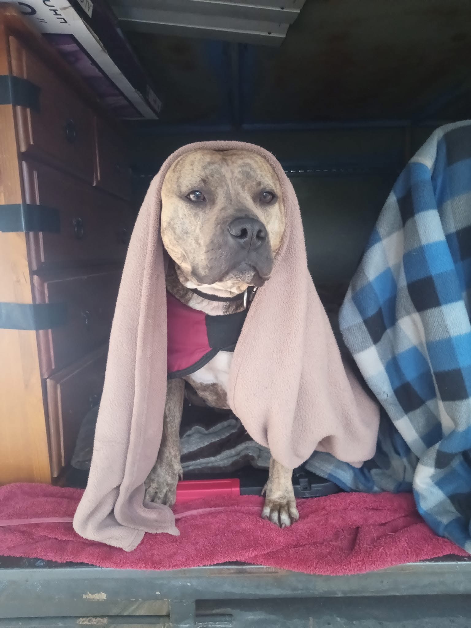 LULU -Urgent Vet Assistance campaign photo, 4 of 8