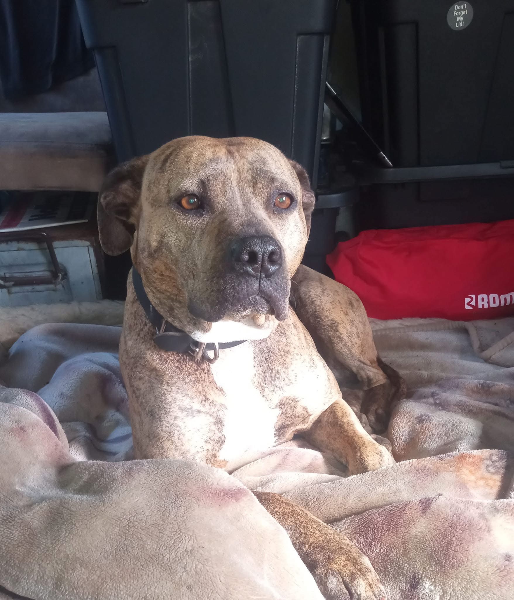 LULU -Urgent Vet Assistance campaign photo, 5 of 8