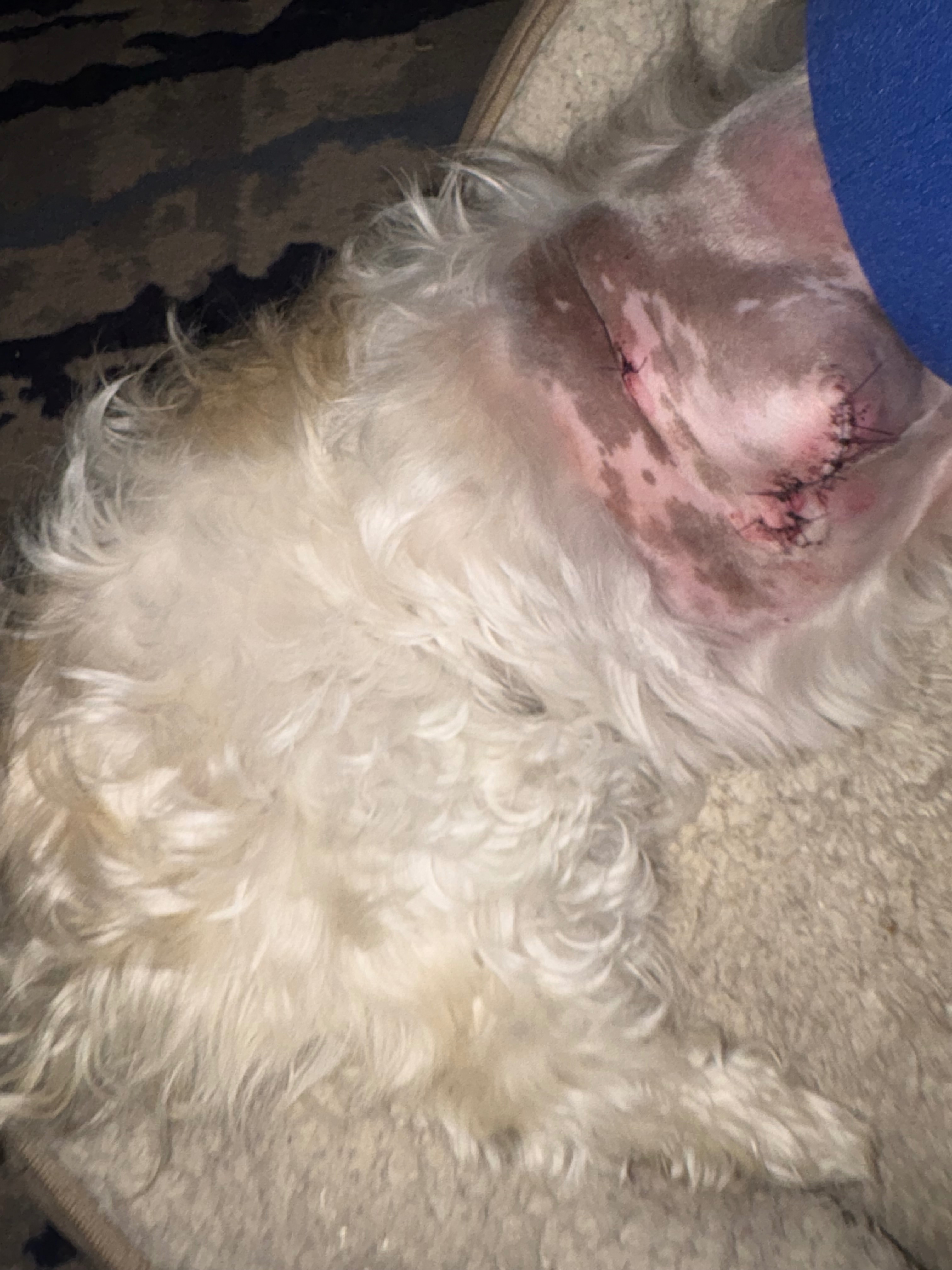 Lola’s leg amputation campaign photo, 5 of 6