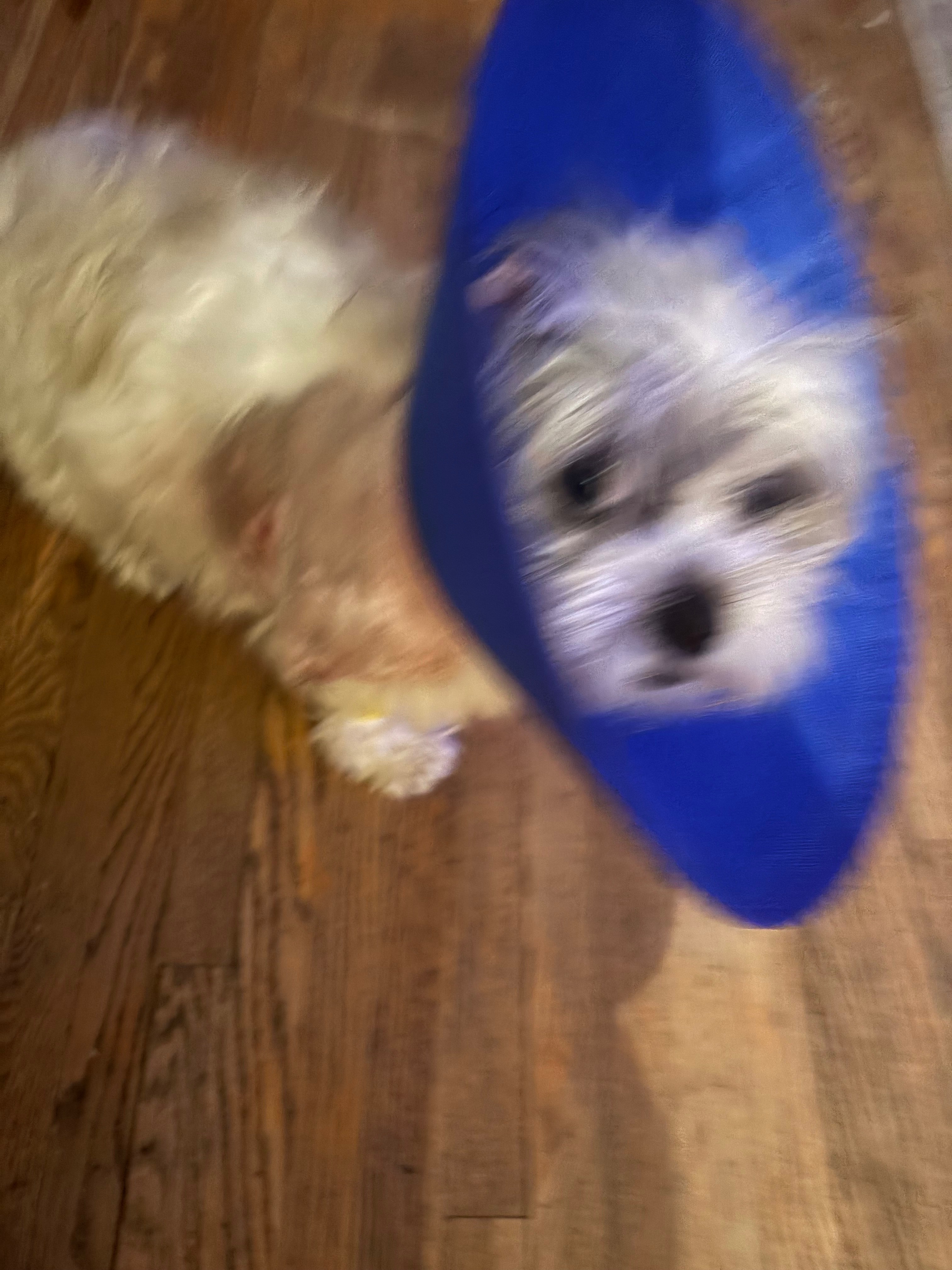 Lola’s leg amputation campaign photo, 2 of 6