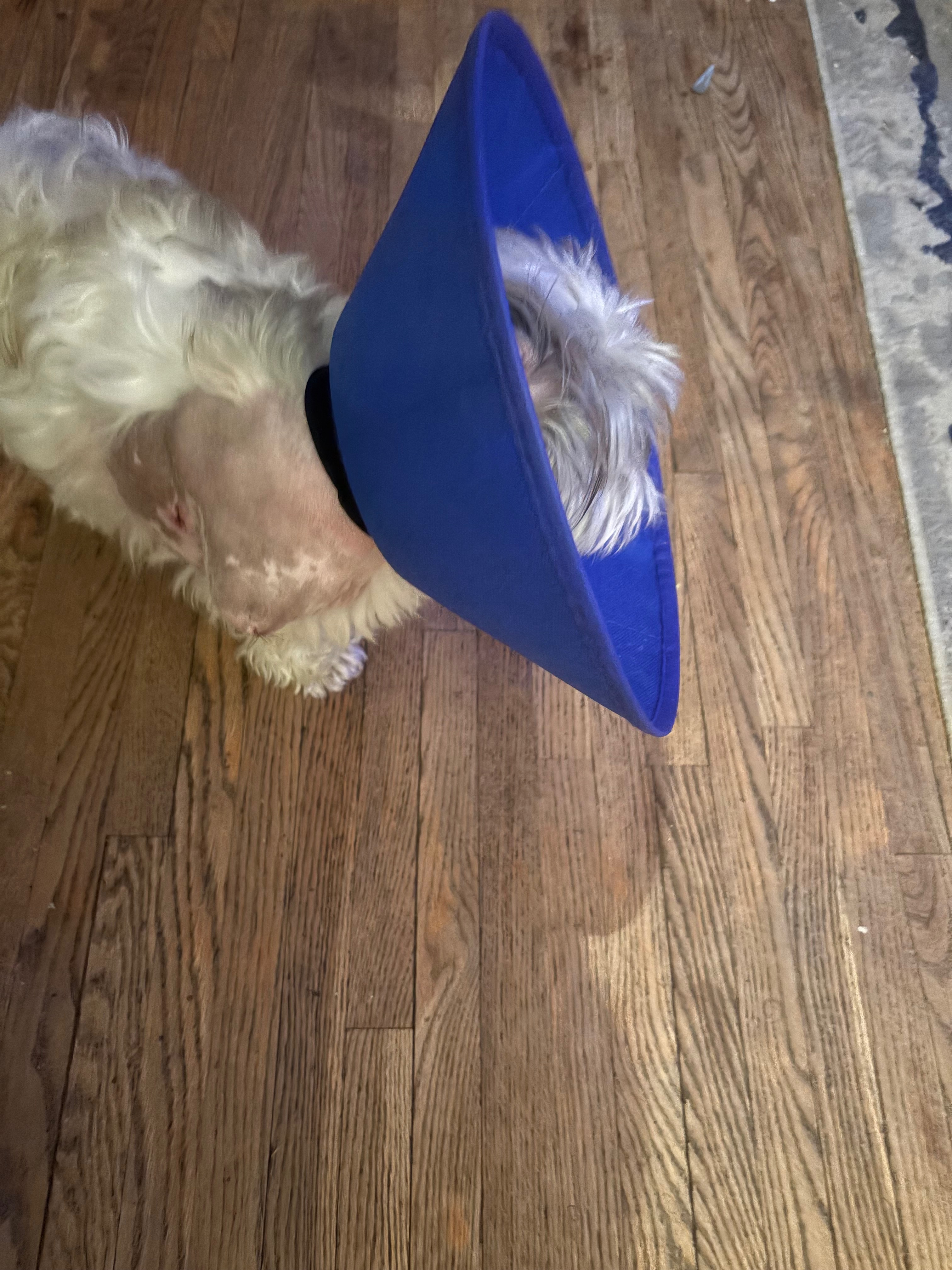 Lola’s leg amputation campaign photo, 4 of 6