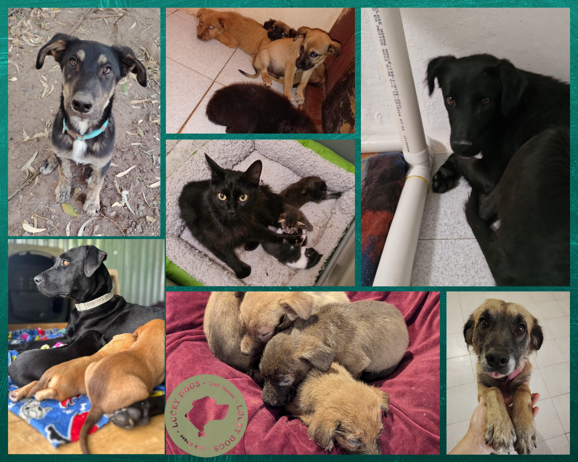 Help us feed rescued street cats and dogs for september campaign photo, 2 of 6