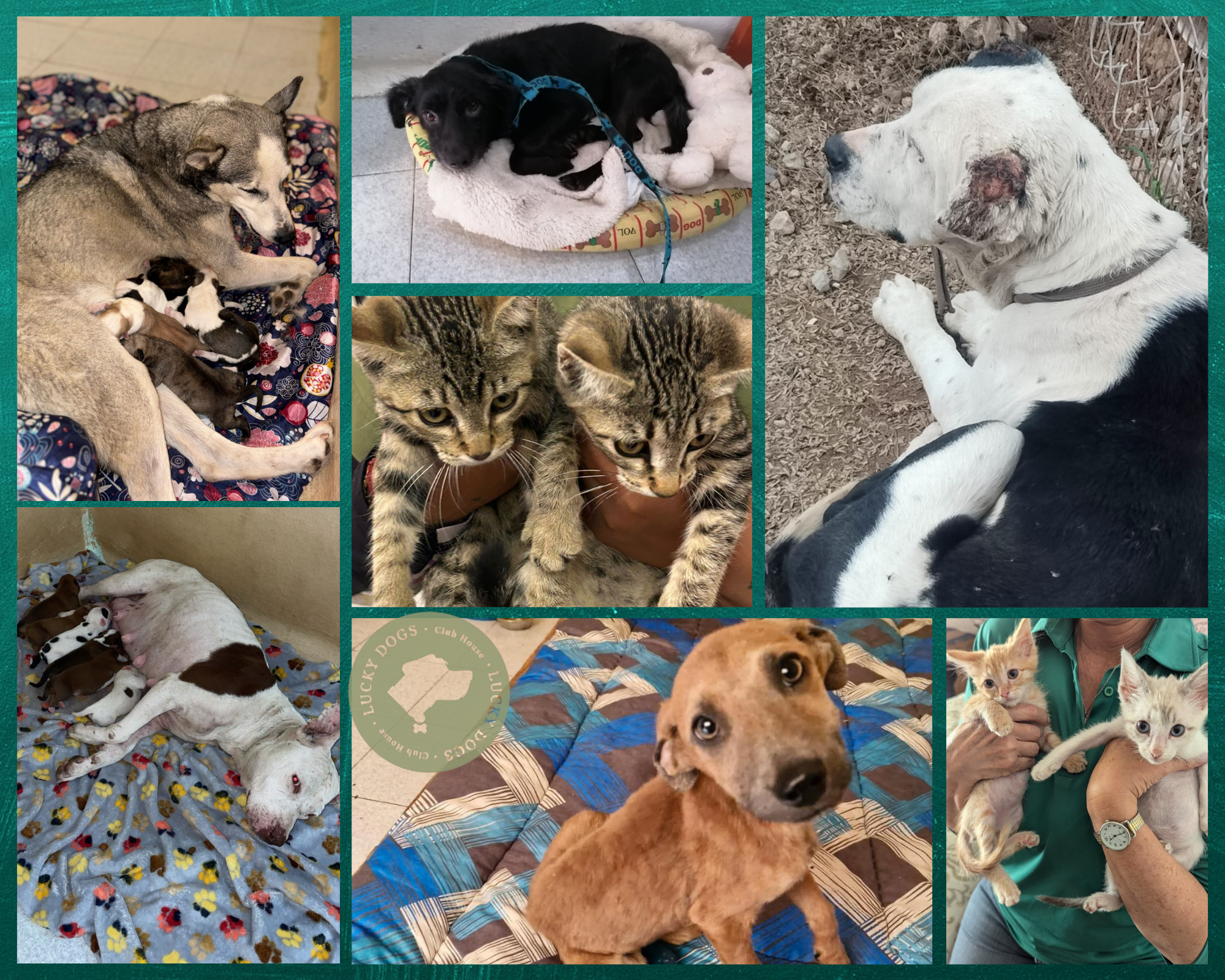 Help us feed rescued street cats and dogs for september campaign photo, 4 of 6