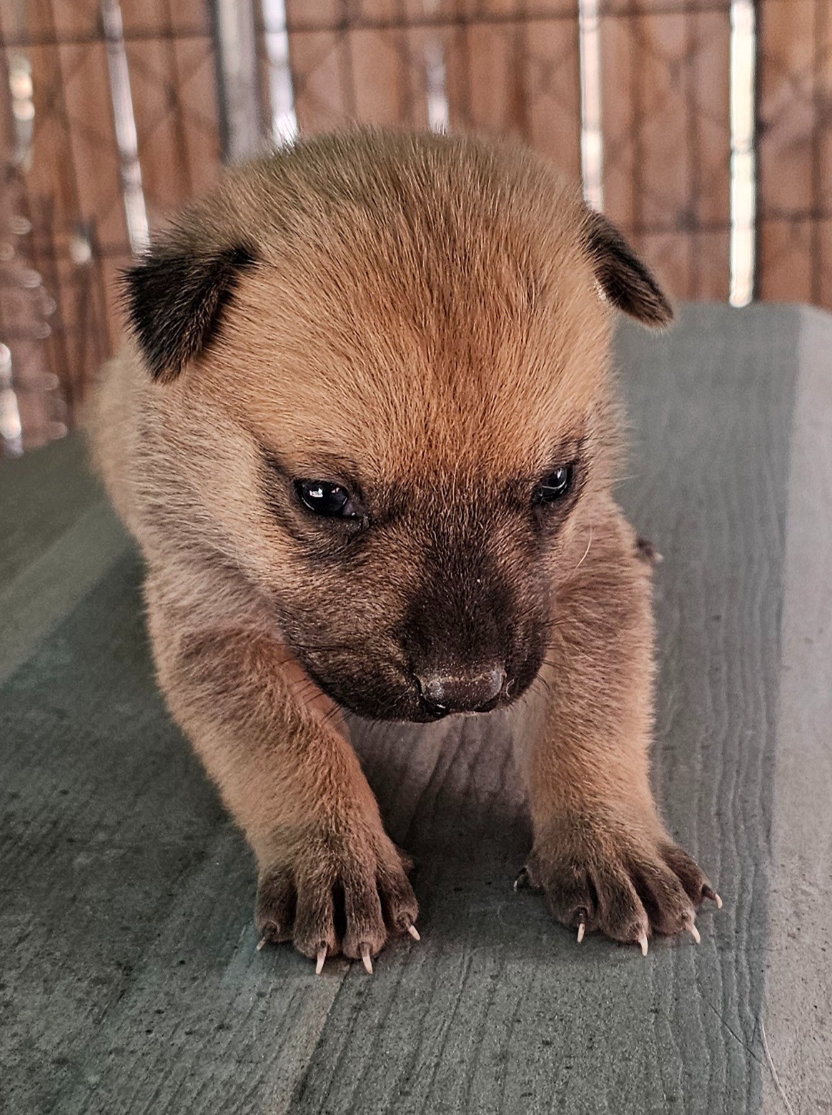 Fundraiser by Rover Ranger Rescue : Paws for a cause: Rescue ...