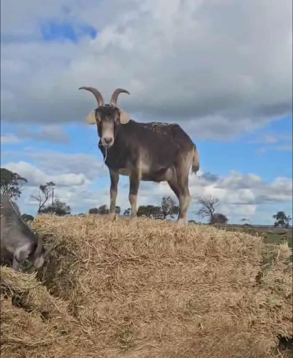 User-uploaded image 1