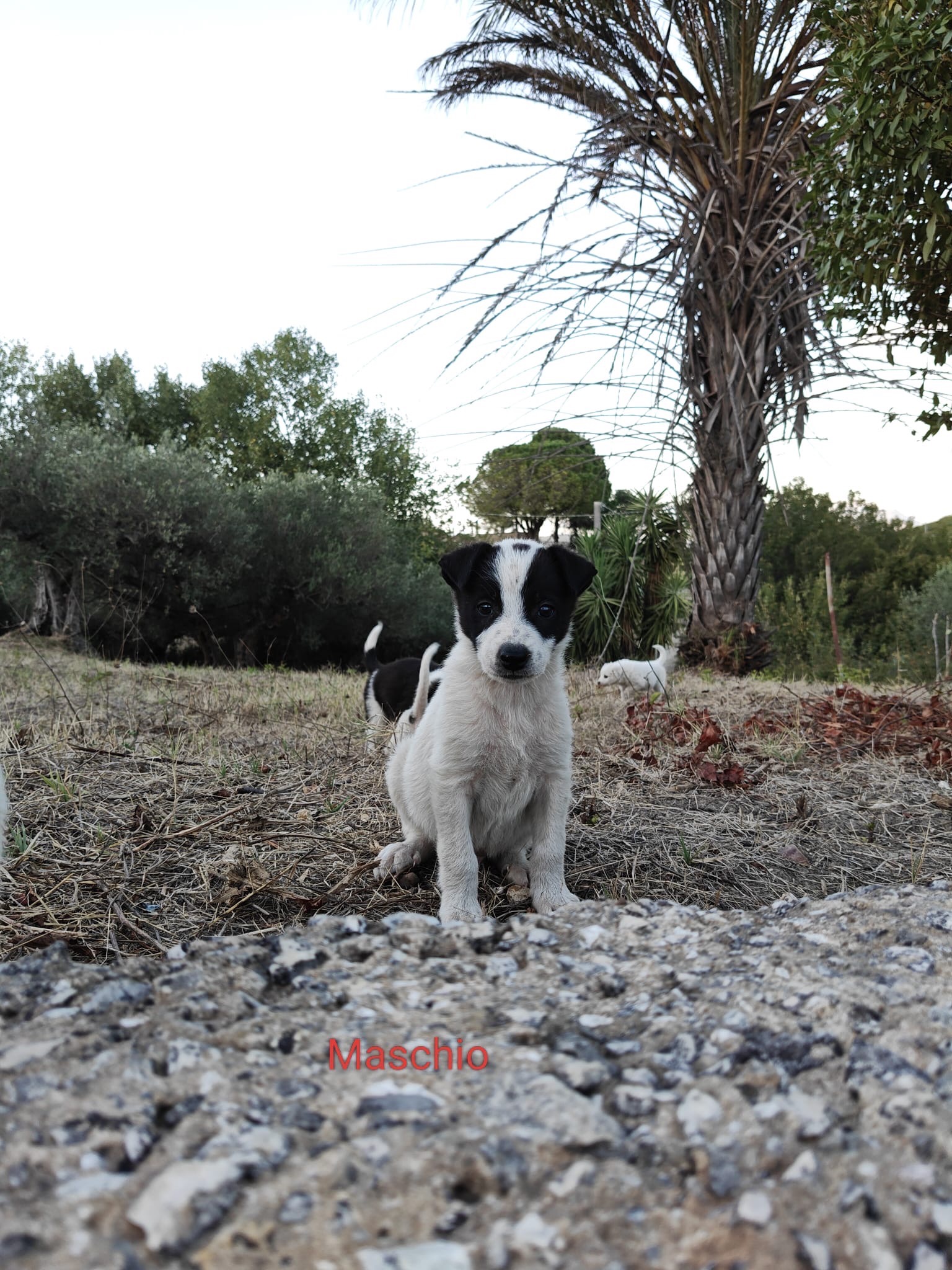 Sterilizzazioni e vaccini per campaign photo, 4 of 8