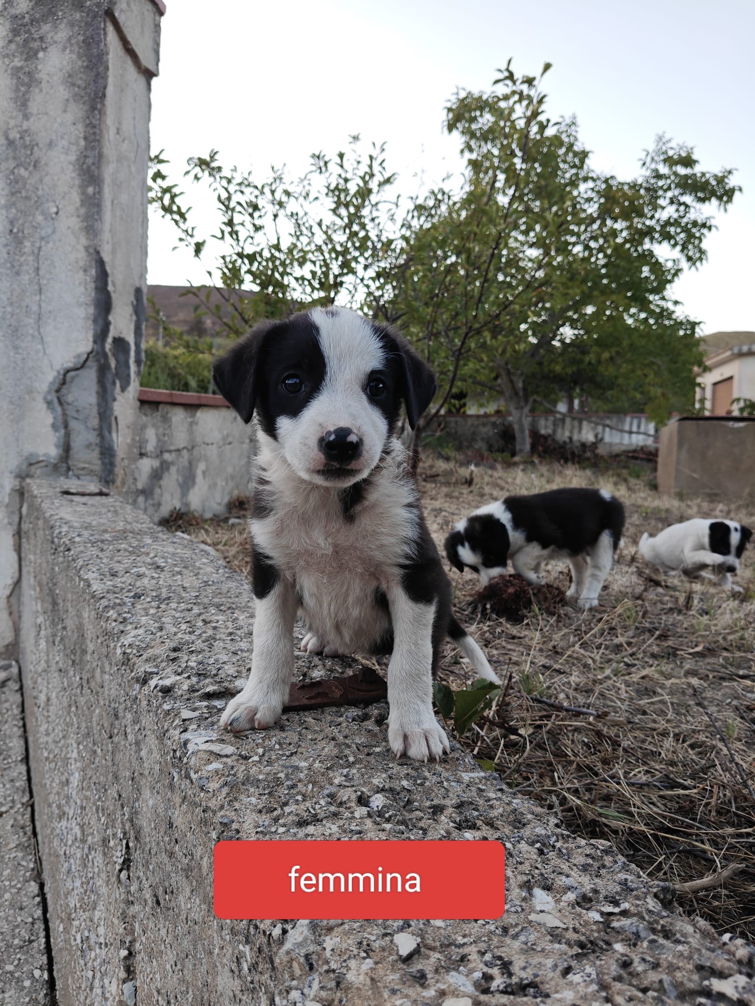 Sterilizzazioni e vaccini per campaign photo, 5 of 8