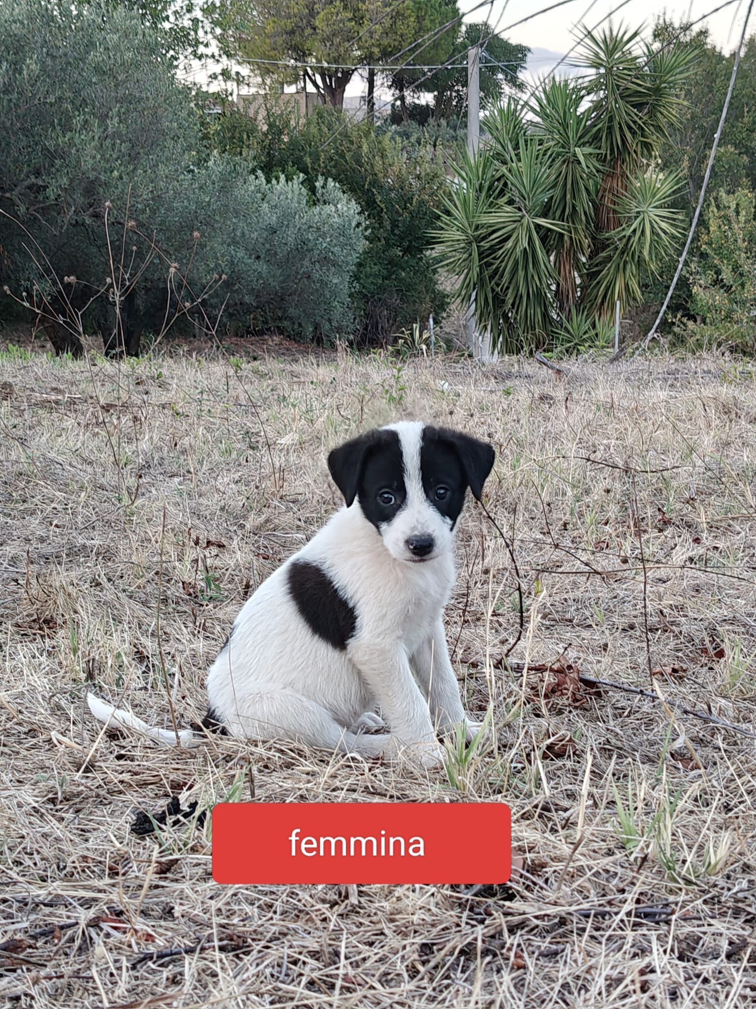 Sterilizzazioni e vaccini per campaign photo, 6 of 8