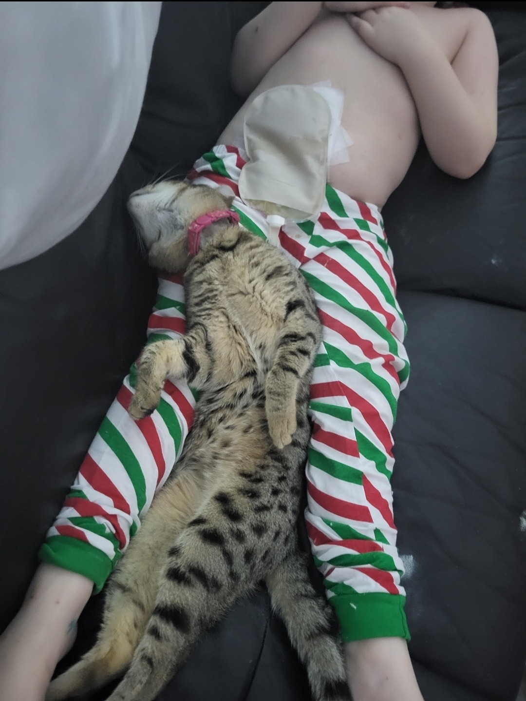 Please help save our little girls therapy kitty campaign photo, 2 of 4