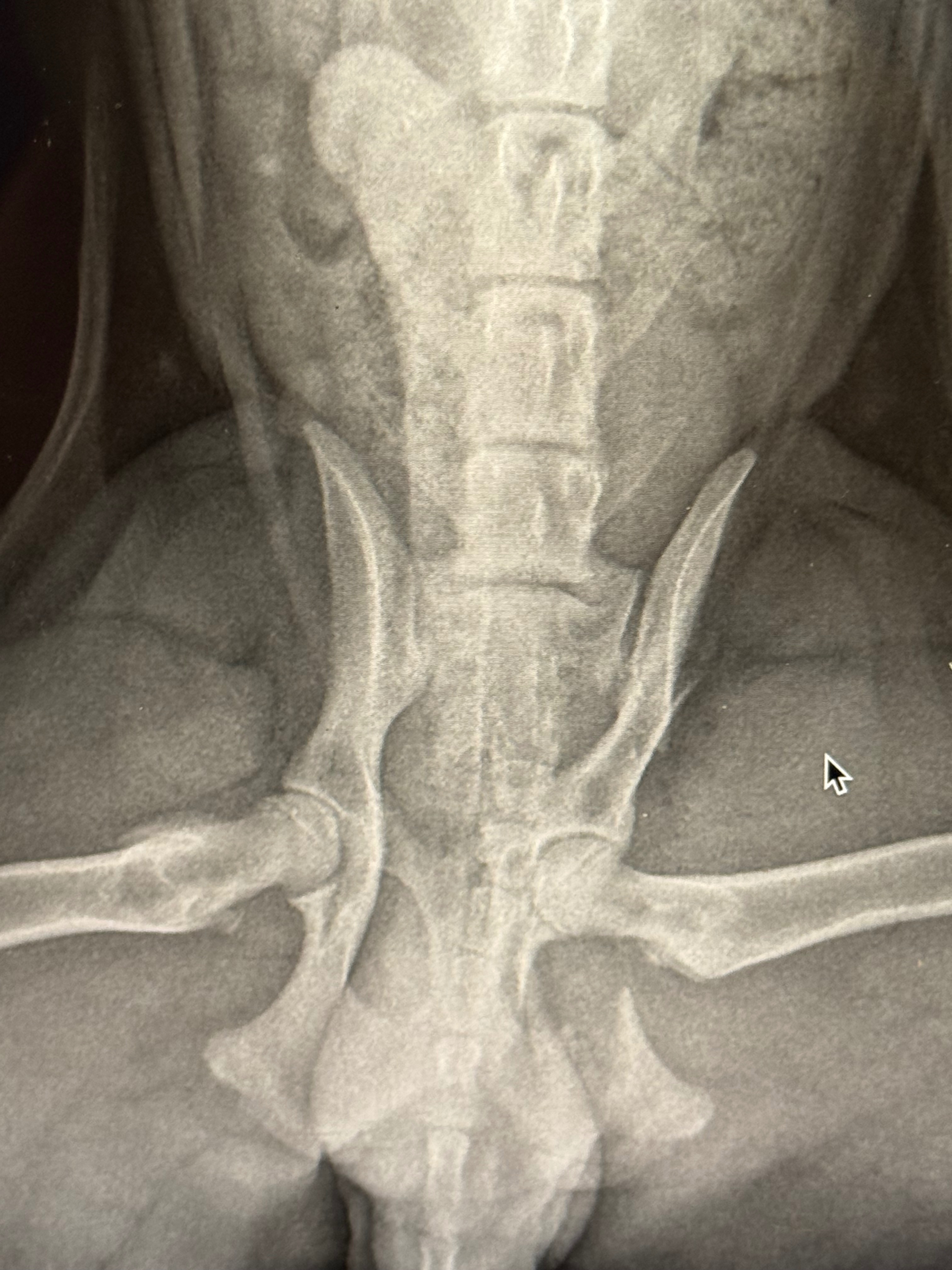 Sully’s Surgery! campaign photo, 5 of 5