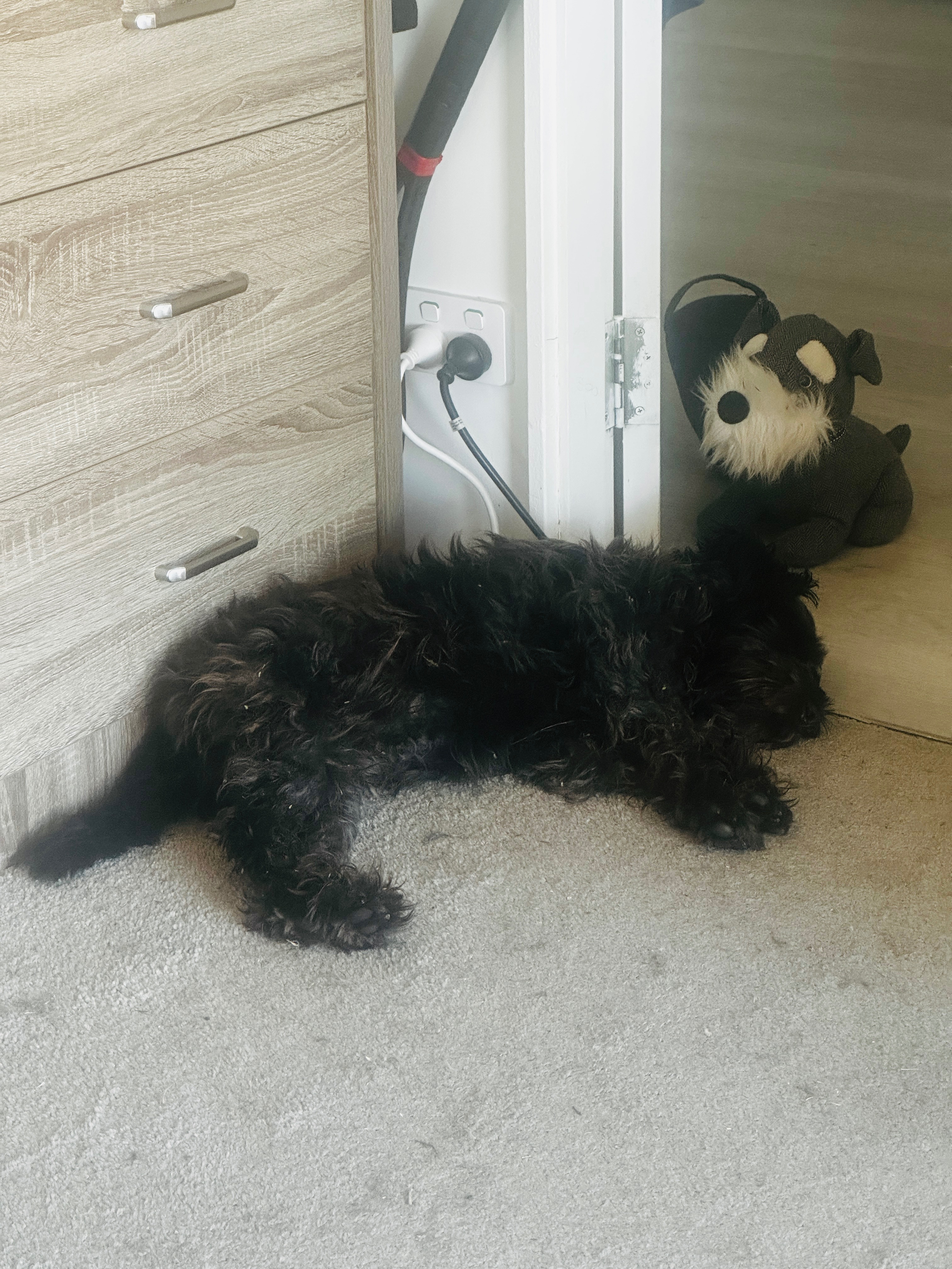Help cover outstanding vet bills for Odie campaign photo, 2 of 5