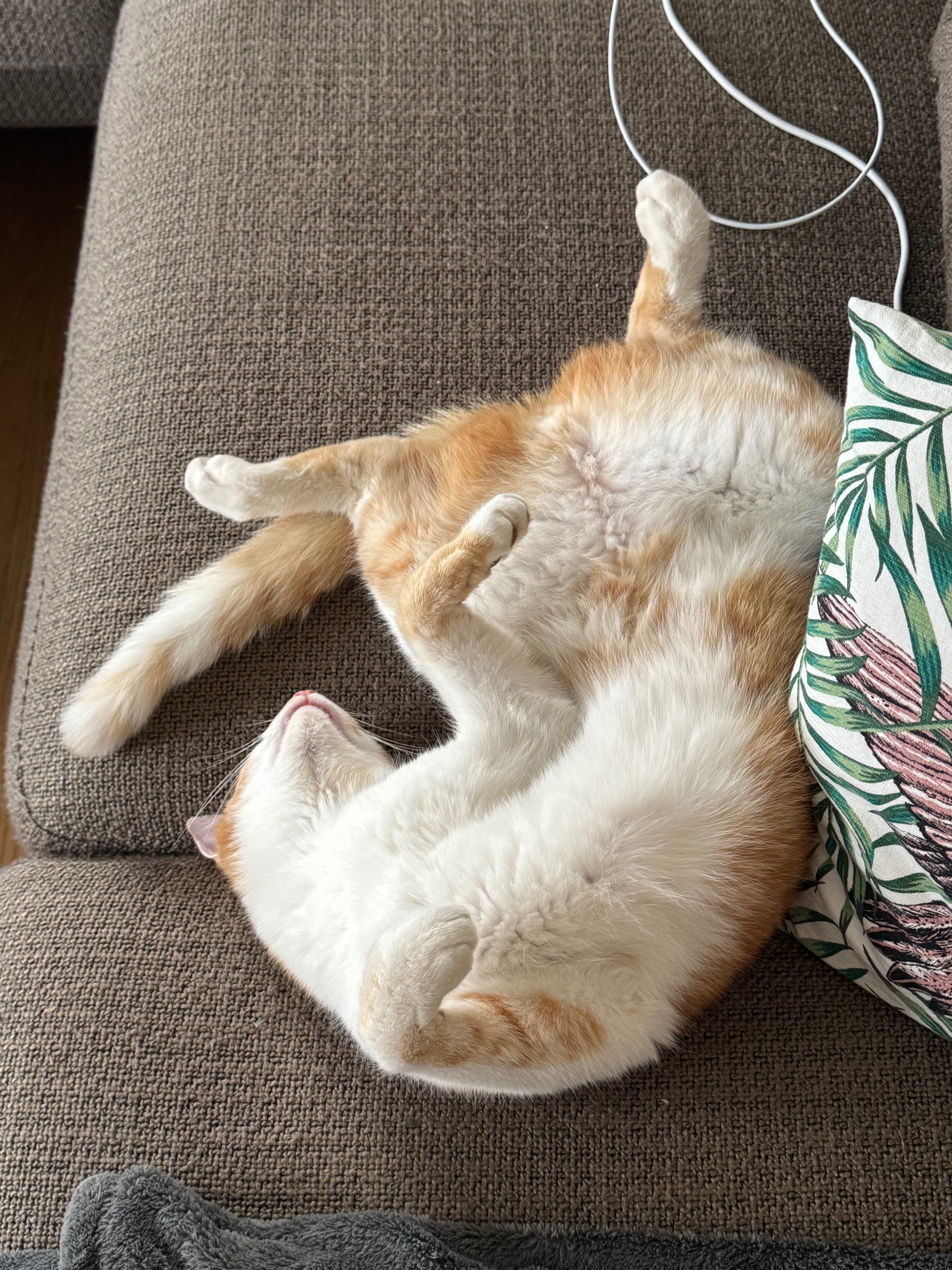 Hilfe für Kater Peanut Otto. Help for Peanut Otto campaign photo, 2 of 8
