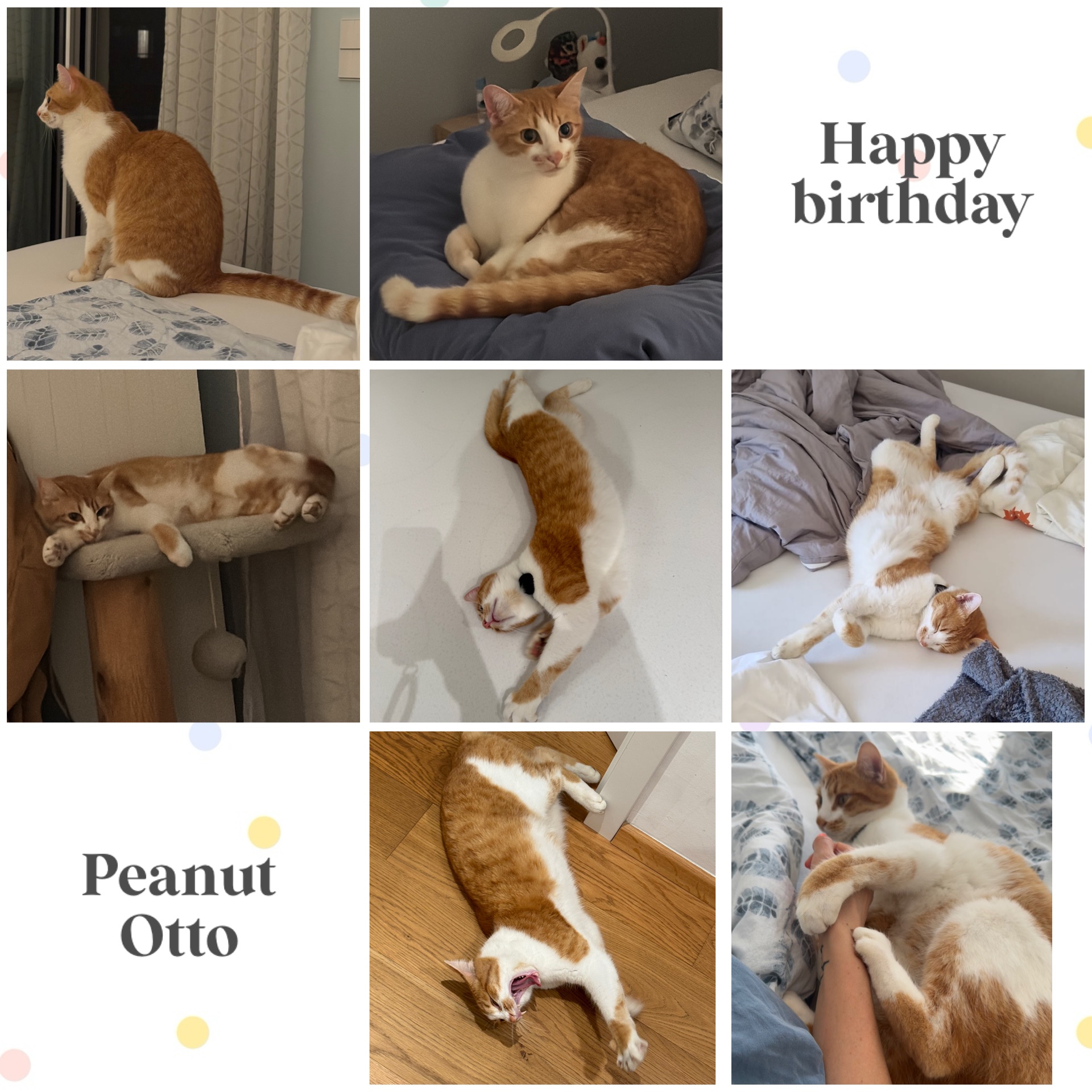 Hilfe für Kater Peanut Otto. Help for Peanut Otto campaign photo, 5 of 8