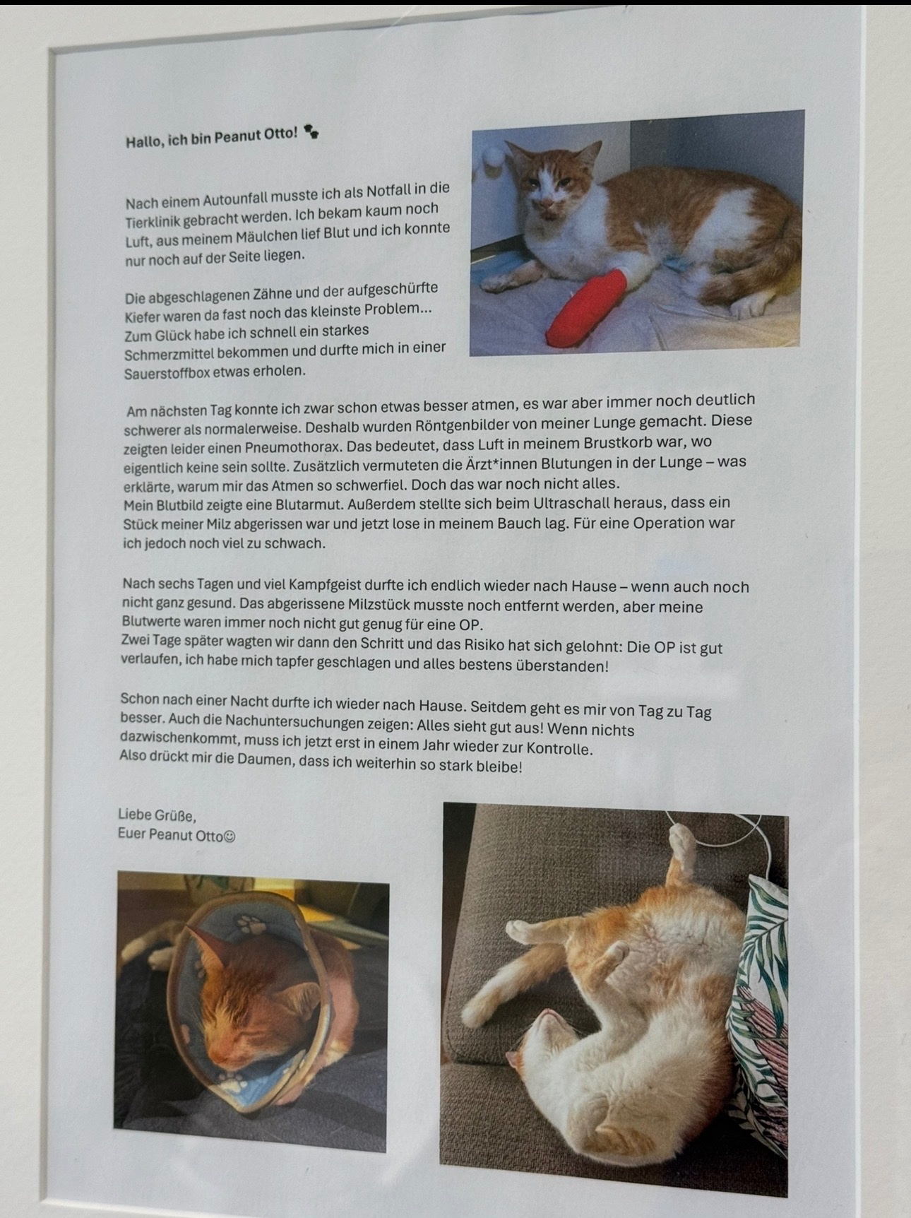 Hilfe für Kater Peanut Otto. Help for Peanut Otto campaign photo, 6 of 8