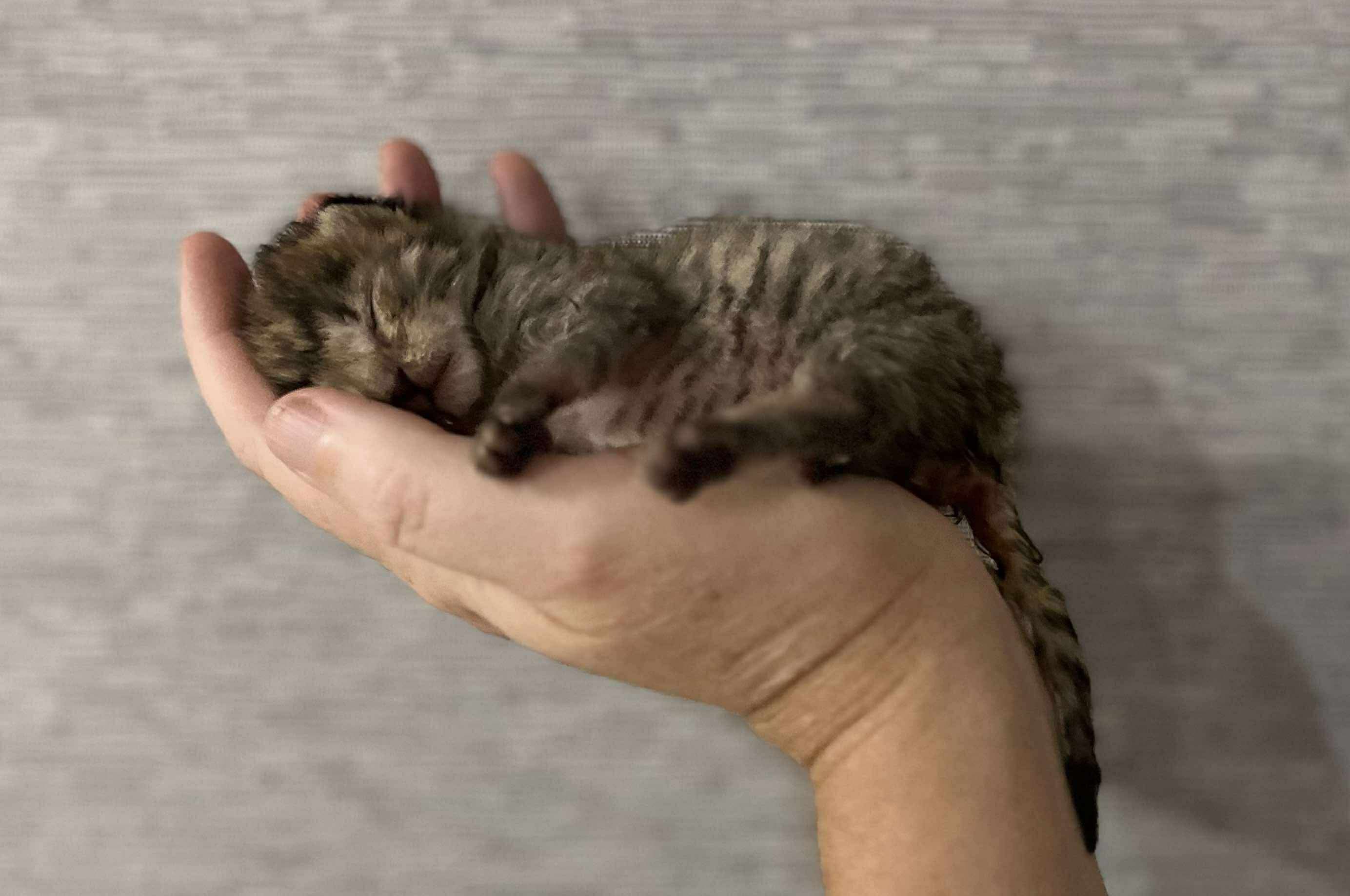 Warmth for the Tiniest Paws Help Us Buy a  Kitten Incubator campaign photo, 7 of 8