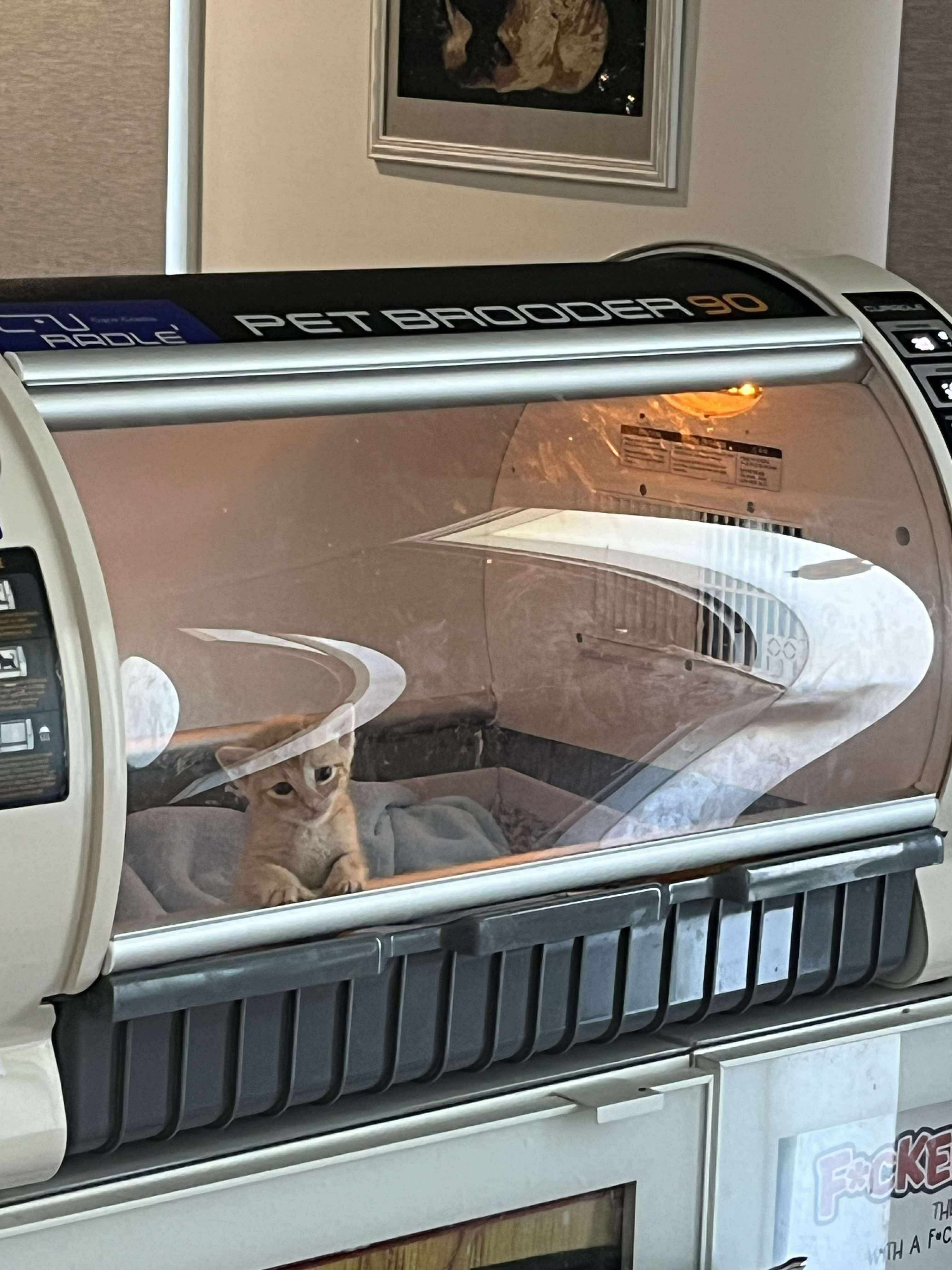 Warmth for the Tiniest Paws Help Us Buy a  Kitten Incubator campaign photo, 4 of 8