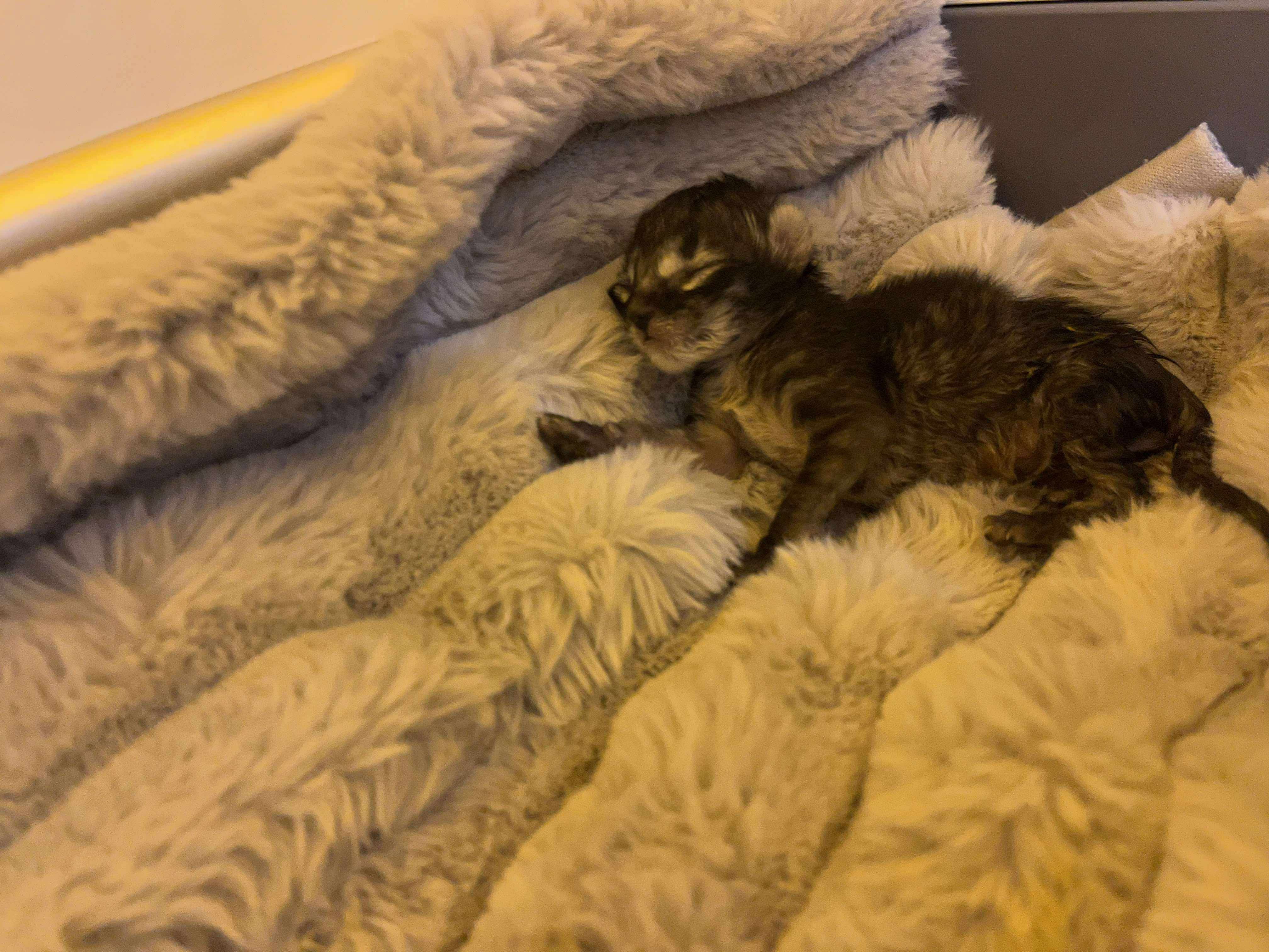 Warmth for the Tiniest Paws Help Us Buy a  Kitten Incubator campaign photo, 6 of 8
