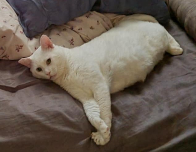 Bubba, rescue cat with bladder stones requires surgery campaign photo, 6 of 7