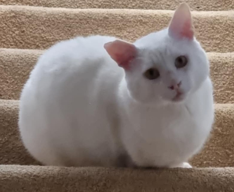 Bubba, rescue cat with bladder stones requires surgery campaign photo, 2 of 7