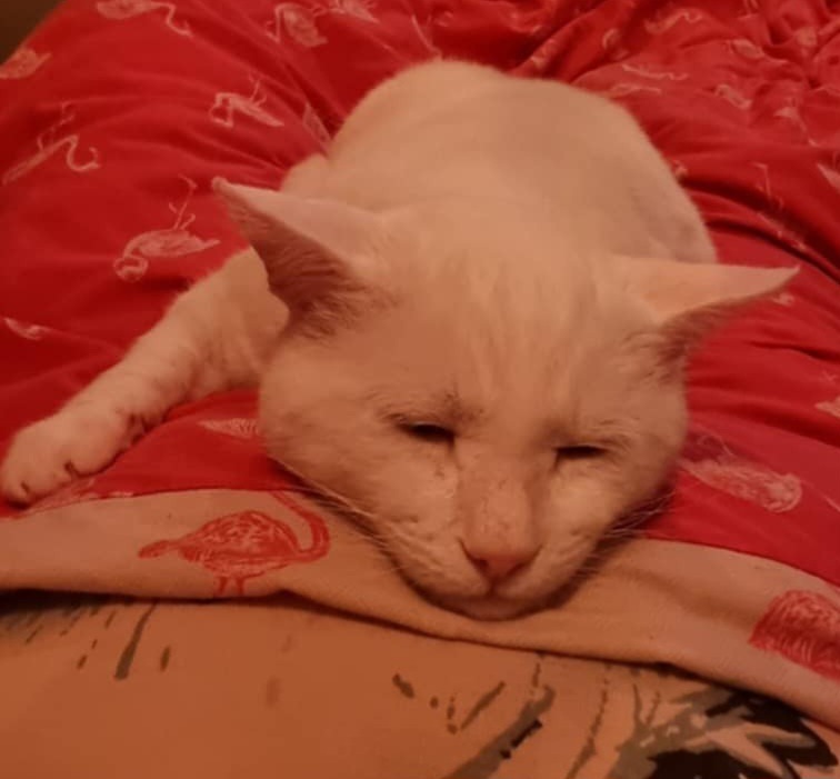Bubba, rescue cat with bladder stones requires surgery campaign photo, 5 of 7