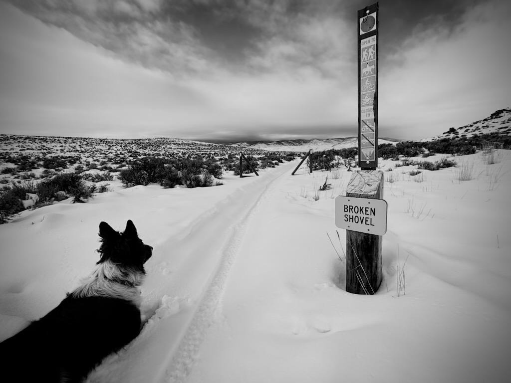 For the Love of a Dog Named Frankie (nickname D) campaign photo, 4 of 6