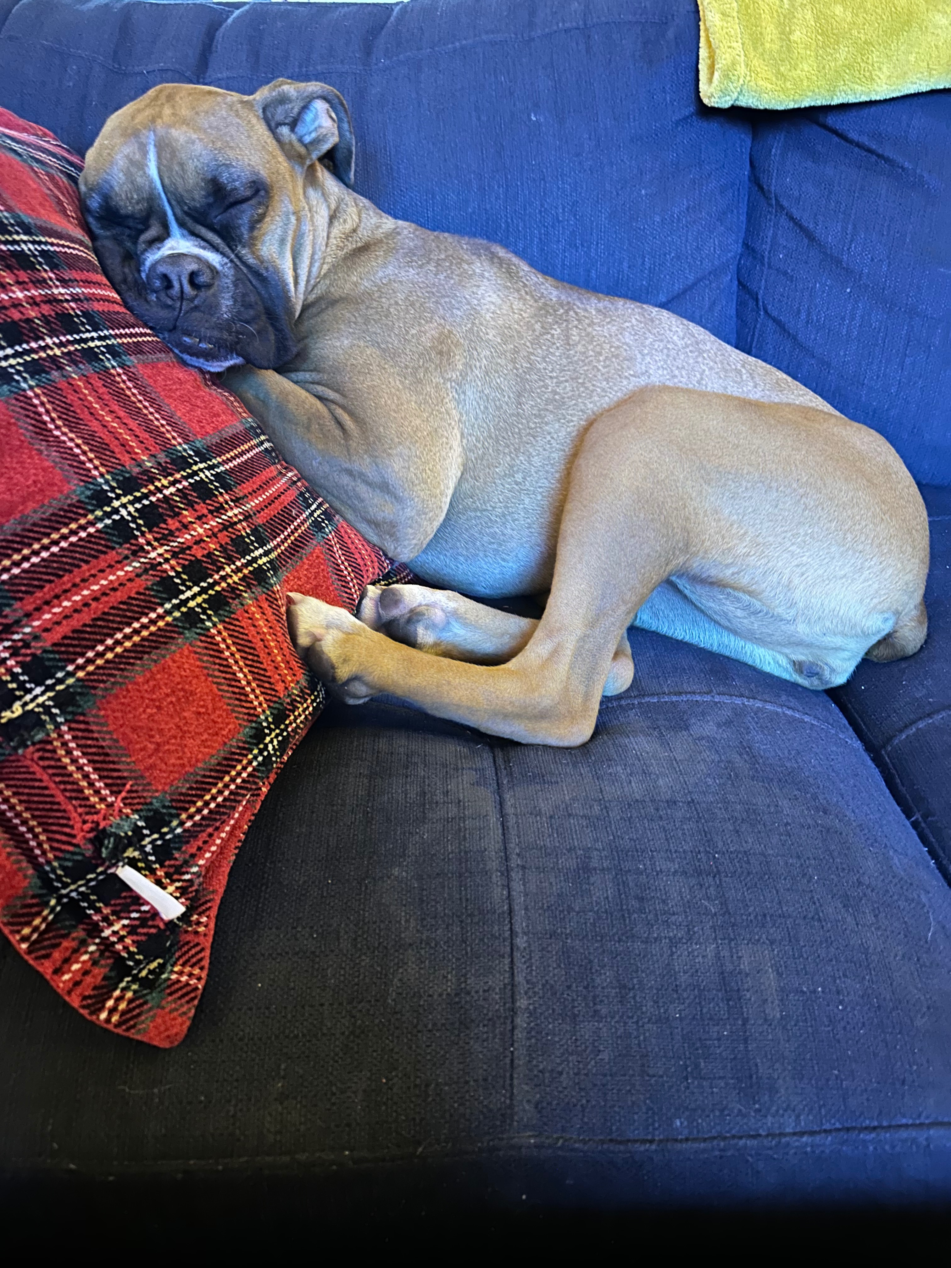 Help Henny Recover from Rattlesnake Bite campaign photo, 2 of 8