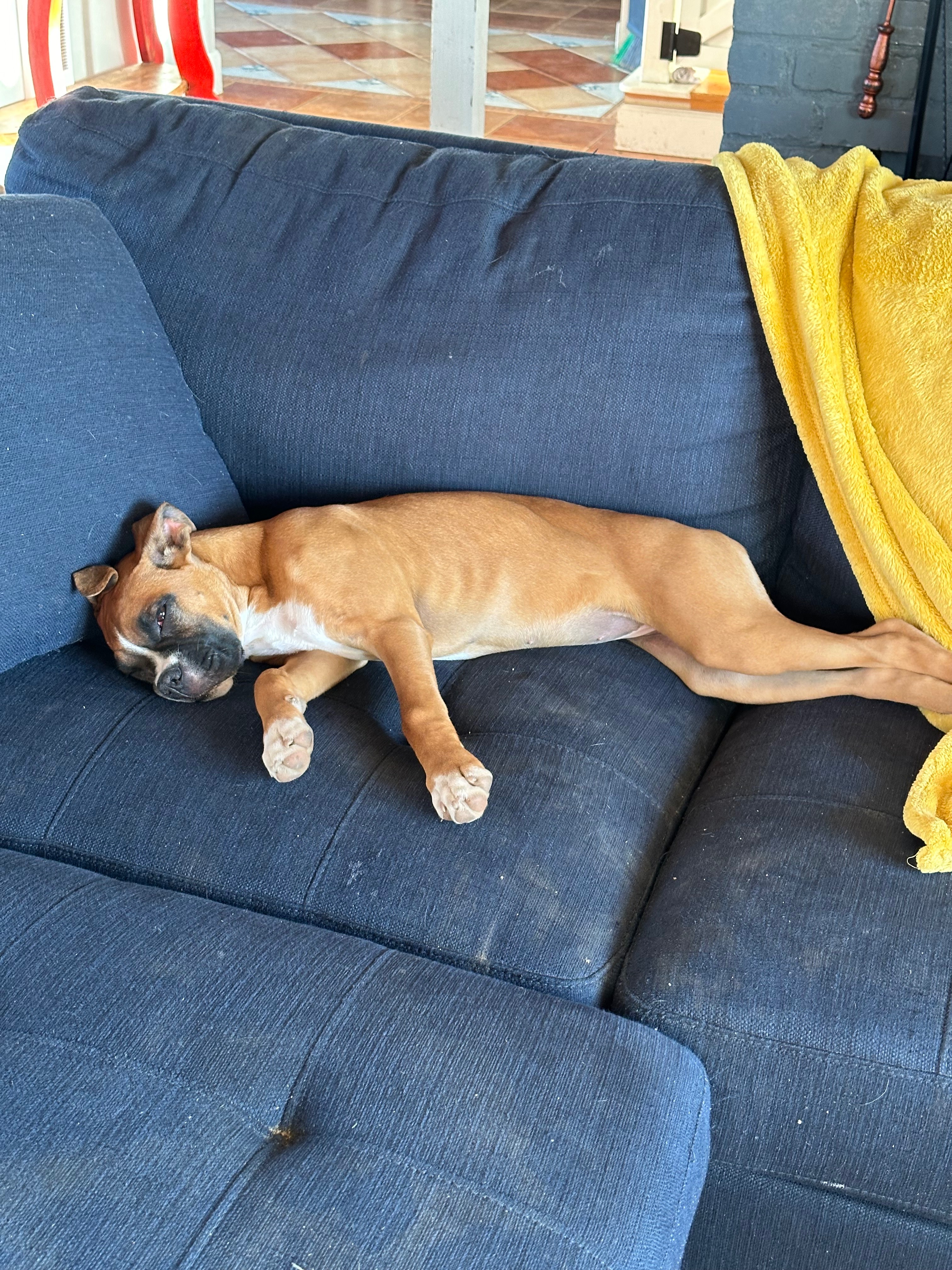 Help Henny Recover from Rattlesnake Bite campaign photo, 4 of 8