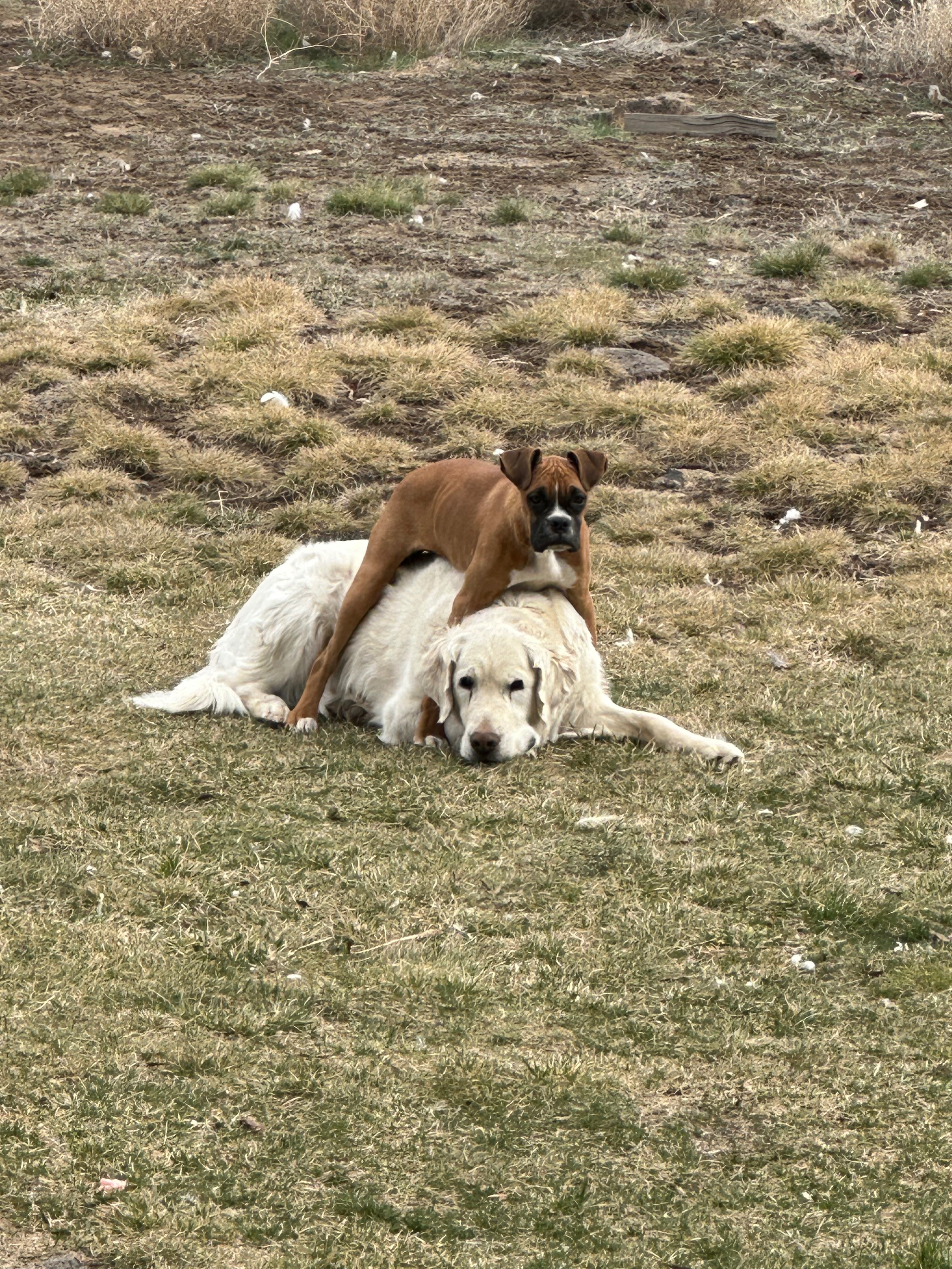Help Henny Recover from Rattlesnake Bite campaign photo, 5 of 8
