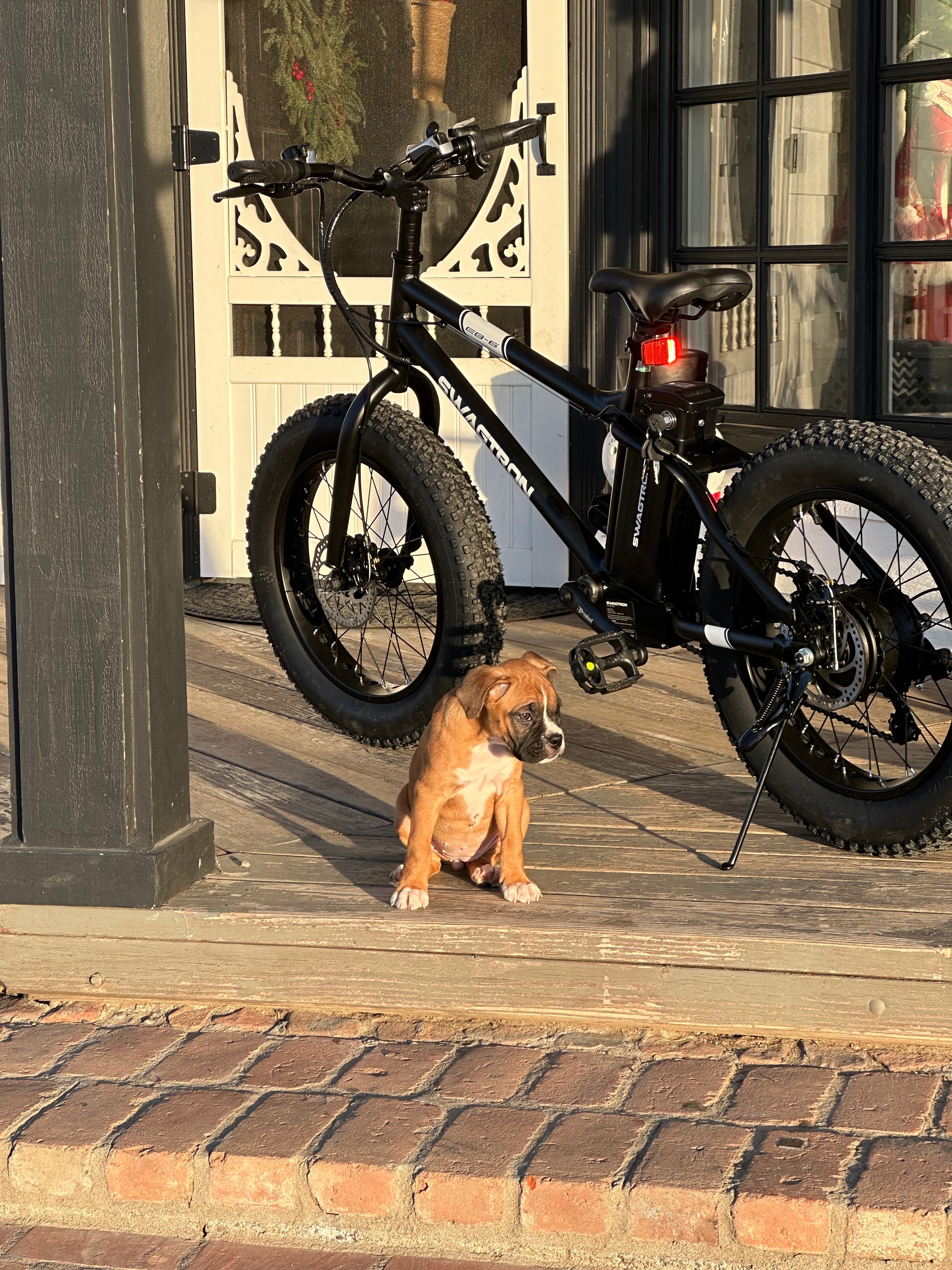 Help Henny Recover from Rattlesnake Bite campaign photo, 6 of 8