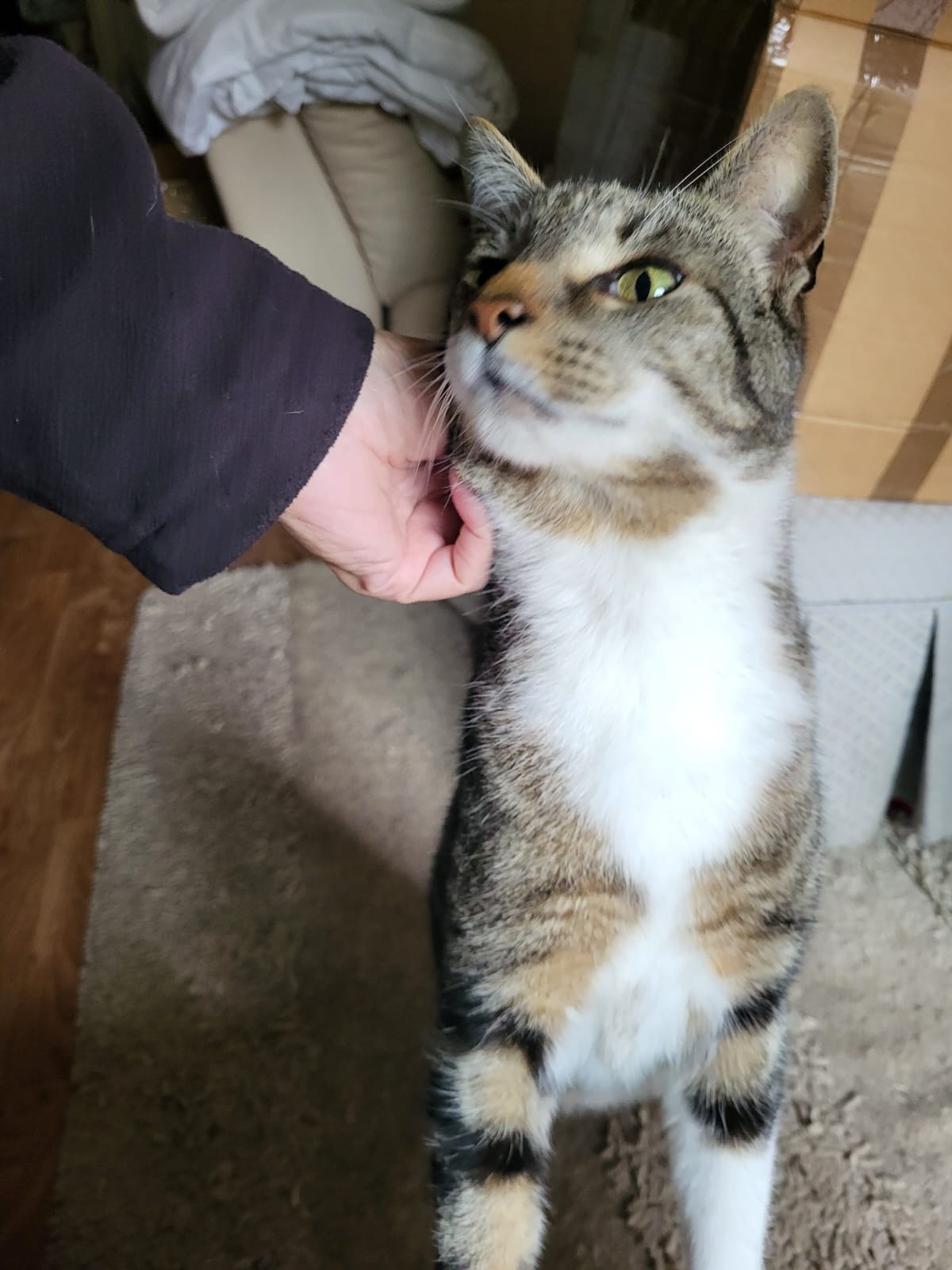 Tigger's dental procedure. campaign photo, 6 of 7