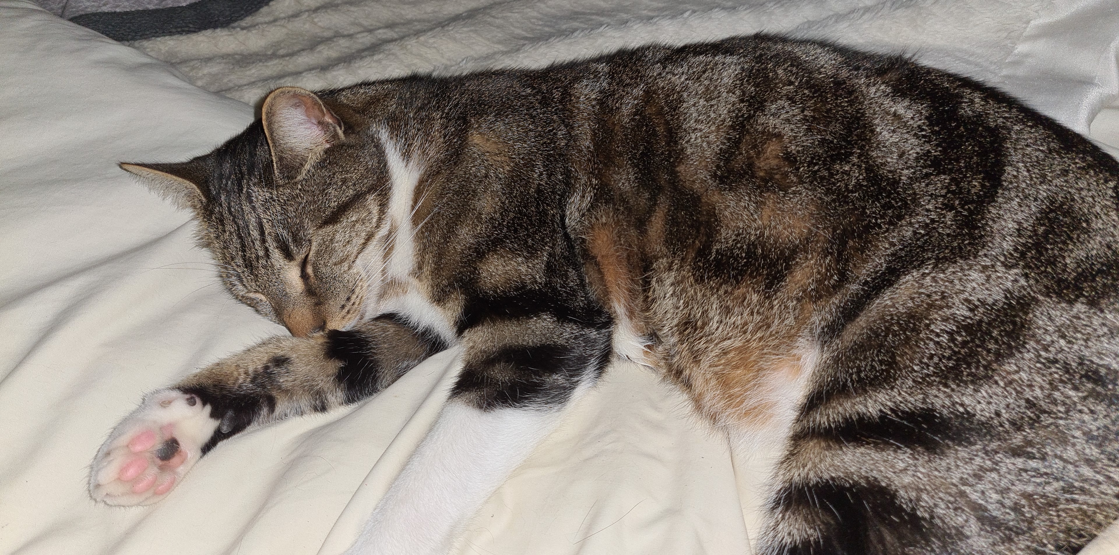Tigger's dental procedure. campaign photo, 4 of 7