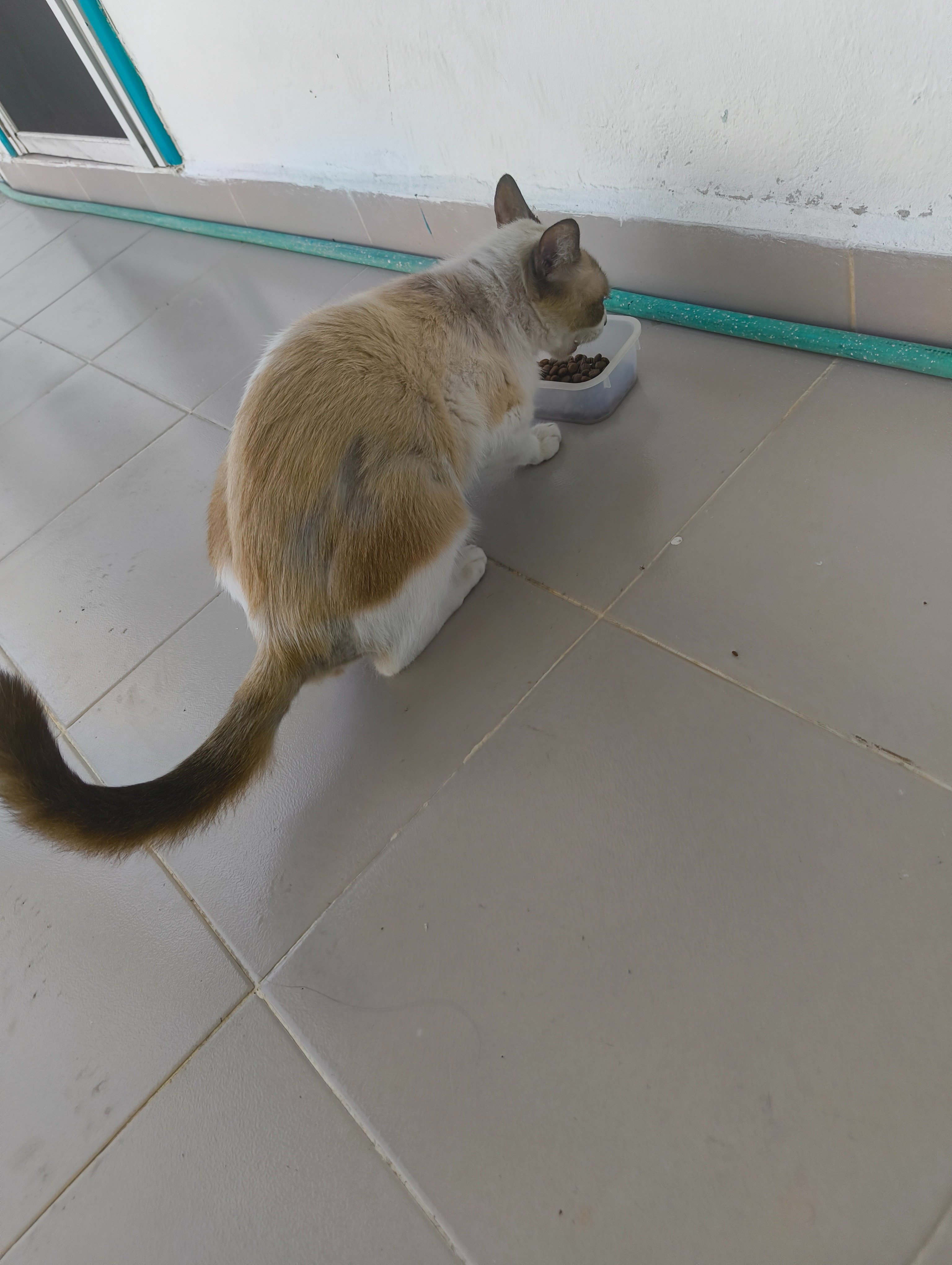 Help Gaspar be taken to the vet. campaign photo, 5 of 6