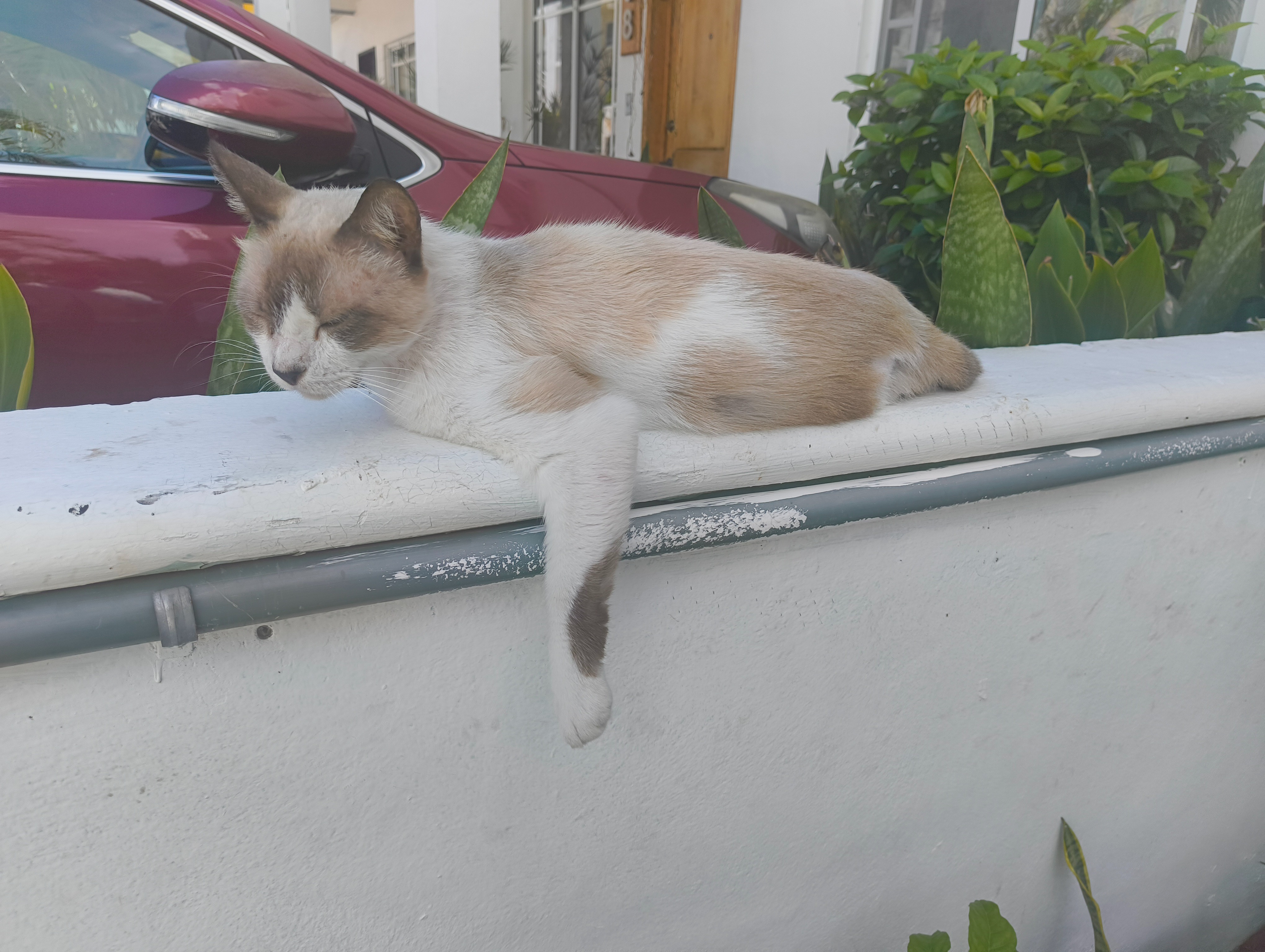 Help Gaspar be taken to the vet. campaign photo, 4 of 6