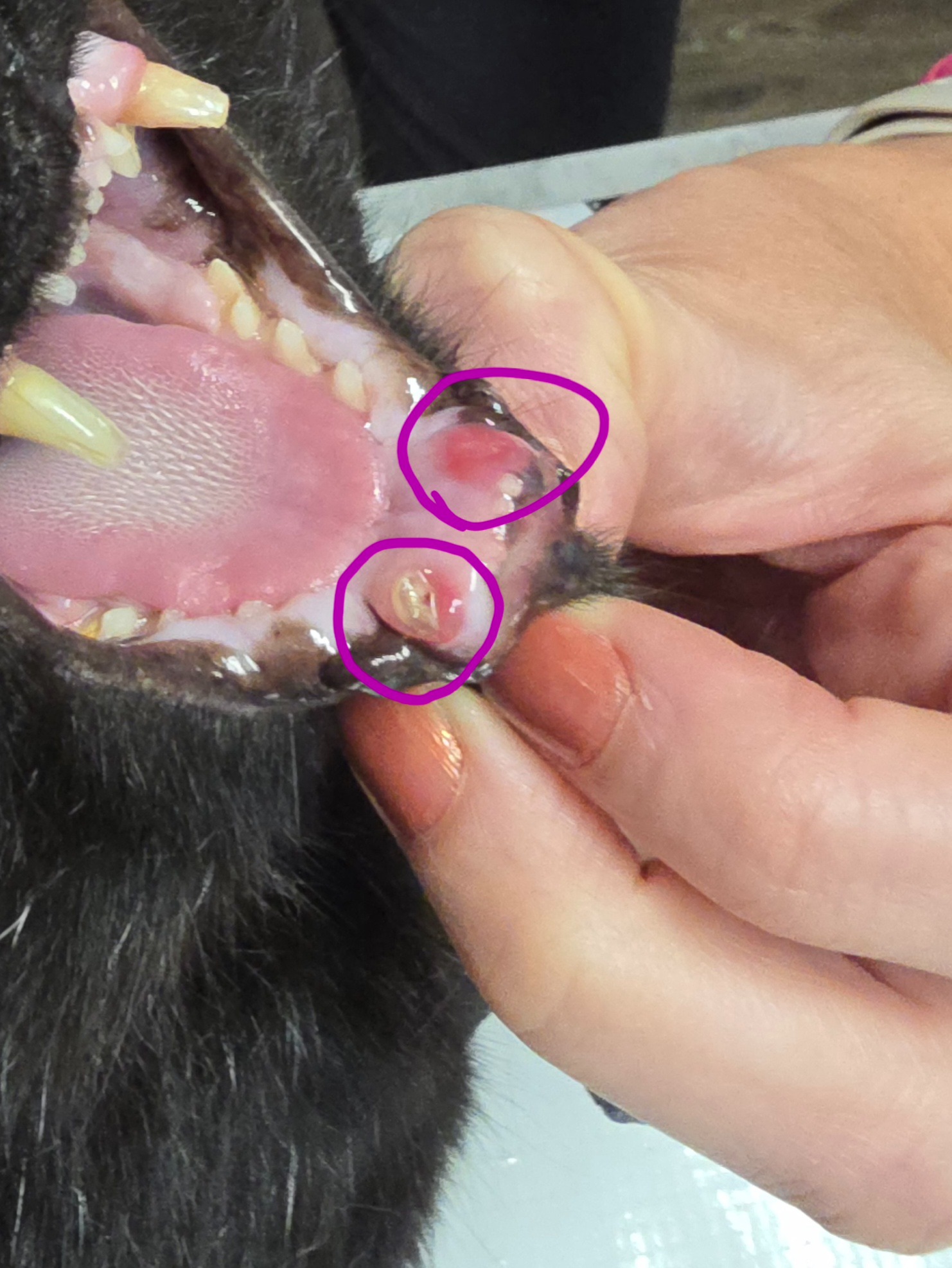 Help Dad the Kitty Get Urgent Dental Care campaign photo, 7 of 8