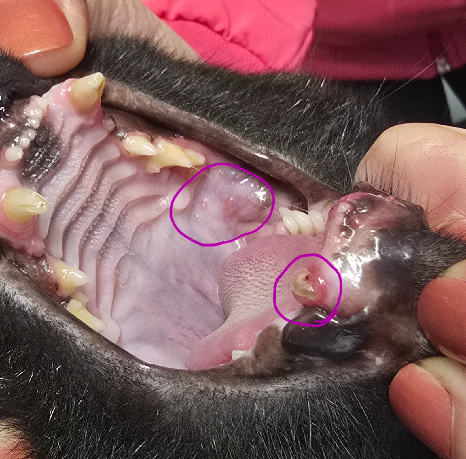 Help Dad the Kitty Get Urgent Dental Care campaign photo, 2 of 8