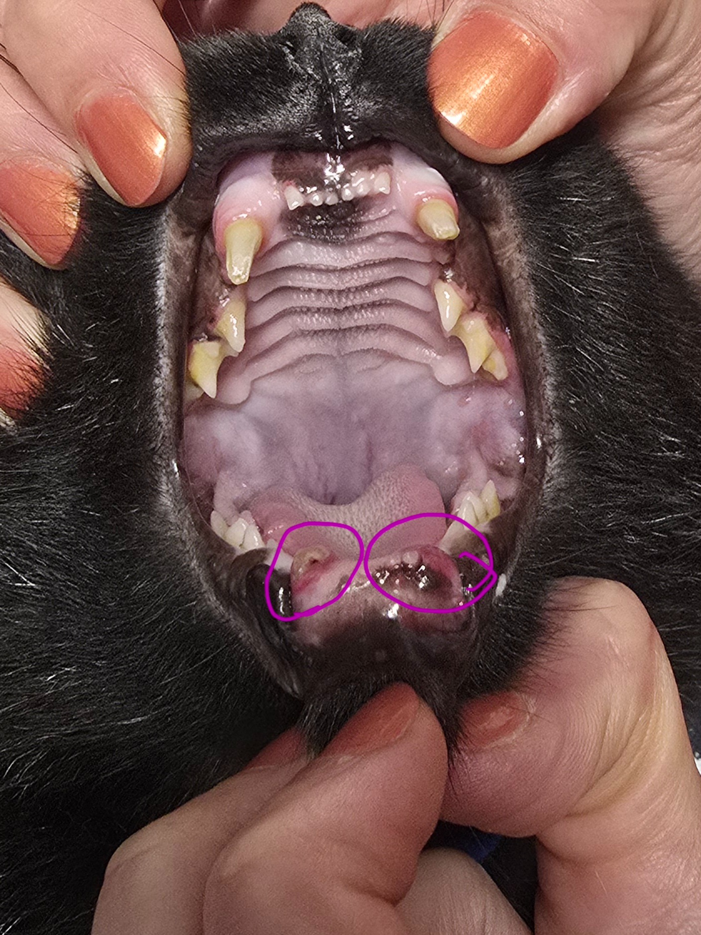 Help Dad the Kitty Get Urgent Dental Care campaign photo, 4 of 8
