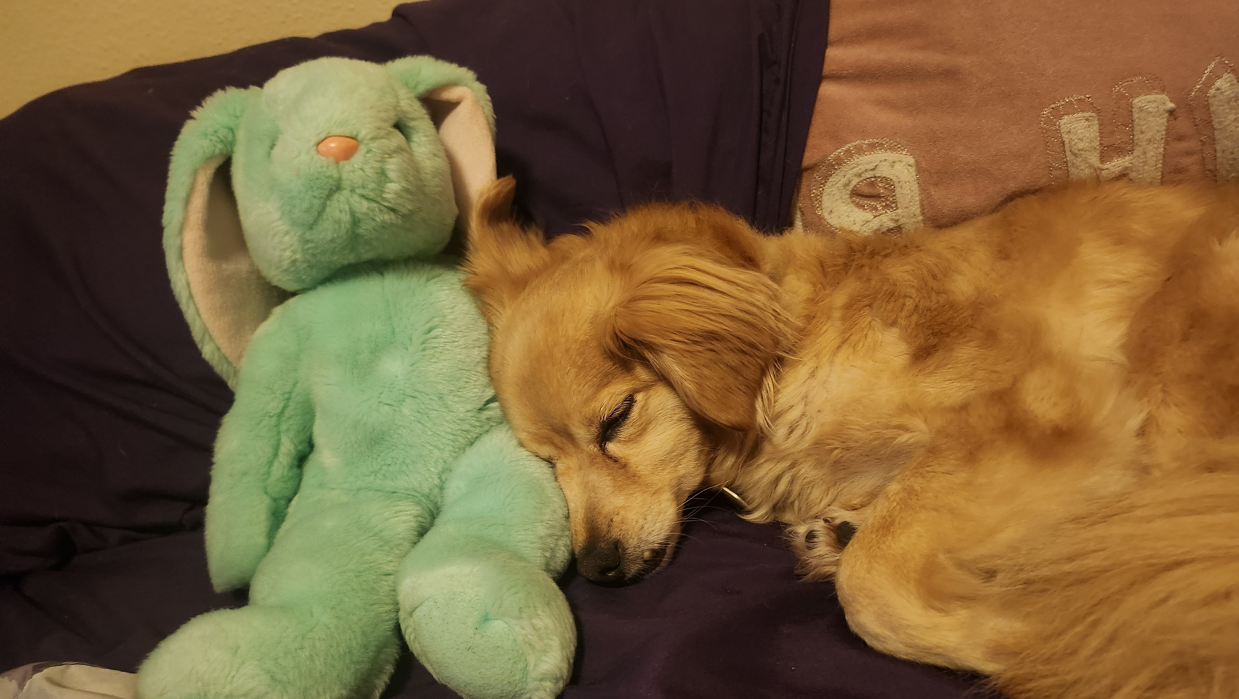 Help Amanda Save Rusty Roo's Life photo