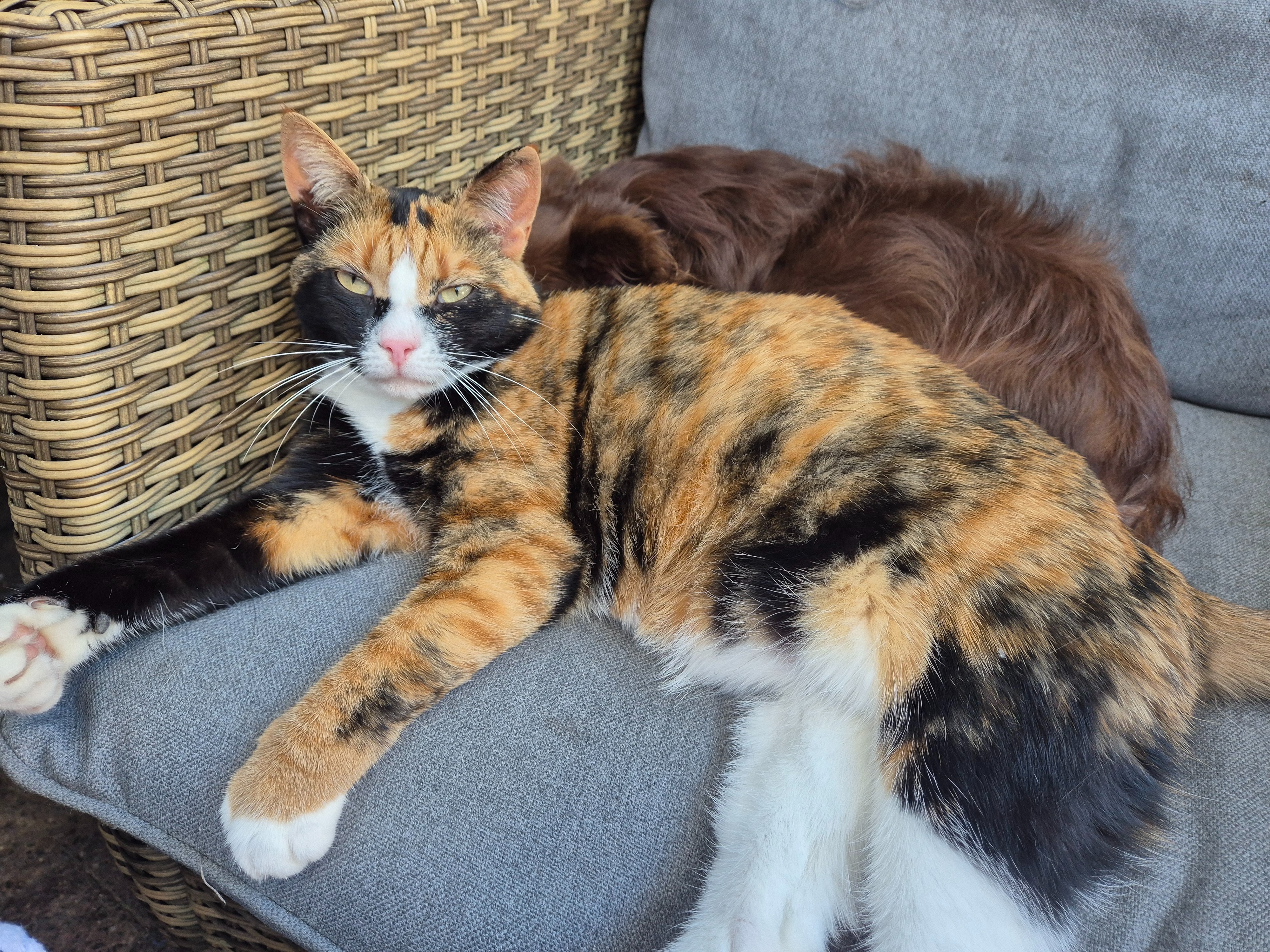 Wie wil mij poes Katy van haar pijn af helpen campaign photo, 4 of 7