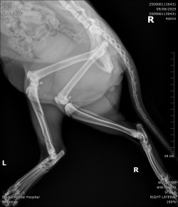 Help Neo Walk Again: Support His Surgery campaign photo, 6 of 7