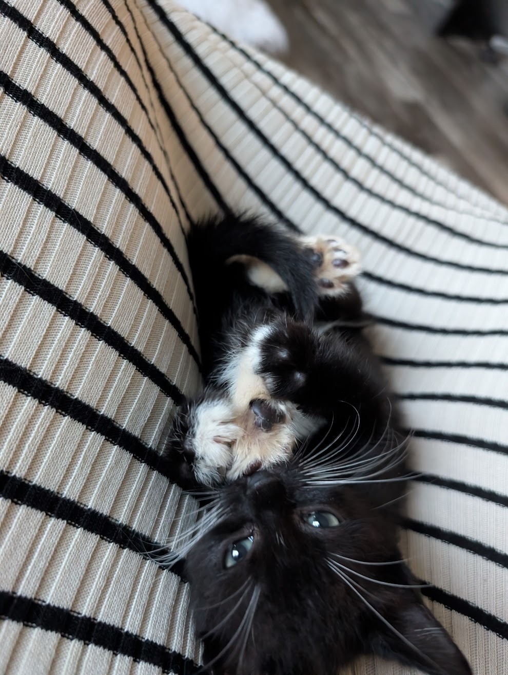 Help Neo Walk Again: Support His Surgery campaign photo, 5 of 7