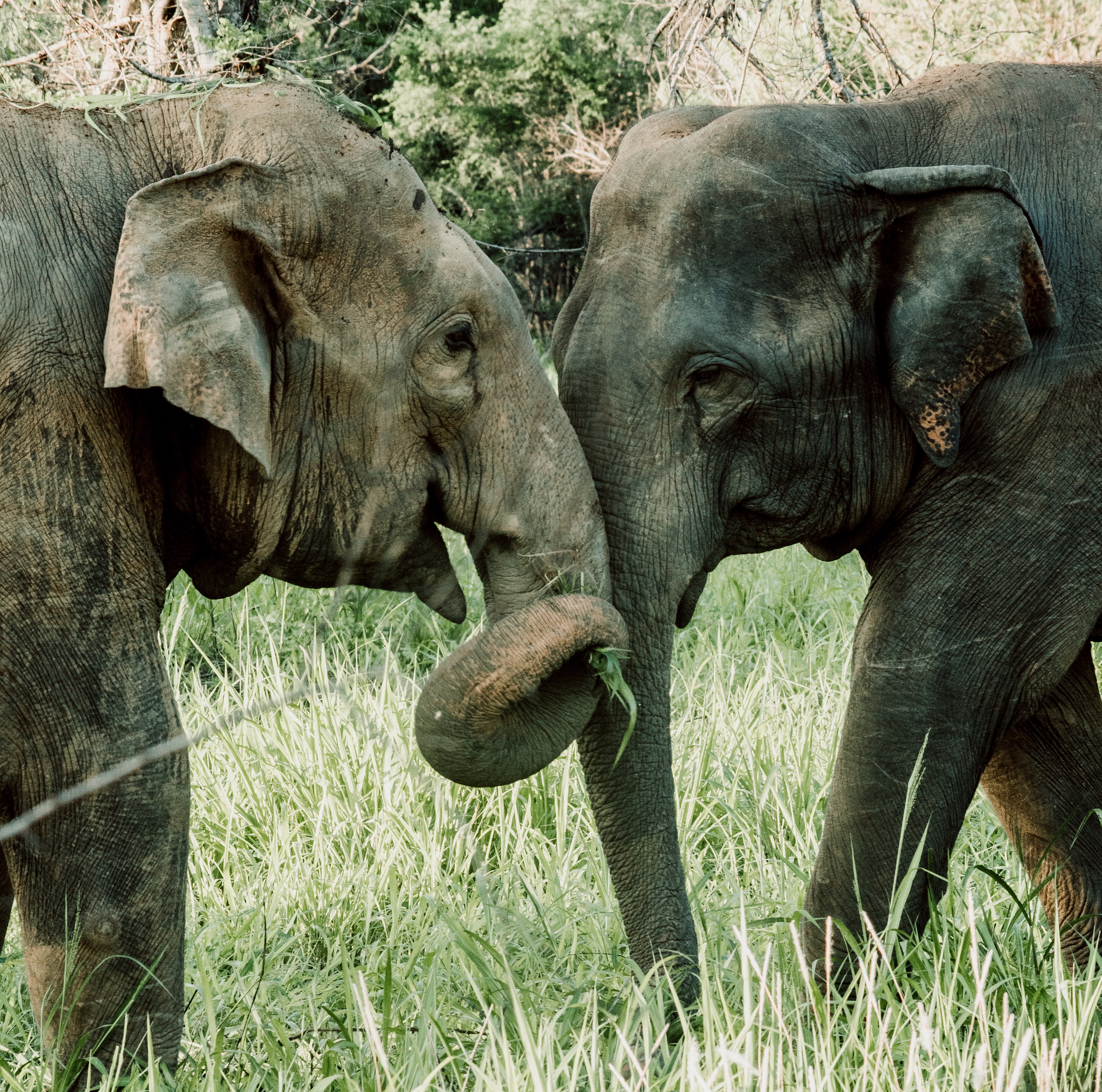 Save Elephants & Support Sri Lankan Farmers campaign photo, 7 of 8