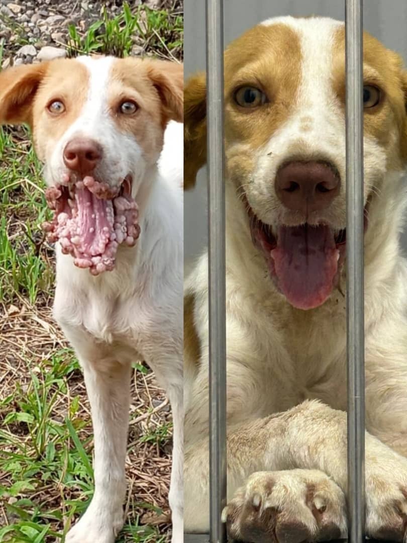 Help Dossy cover Lucho and Renzo's treatment campaign photo, 5 of 5