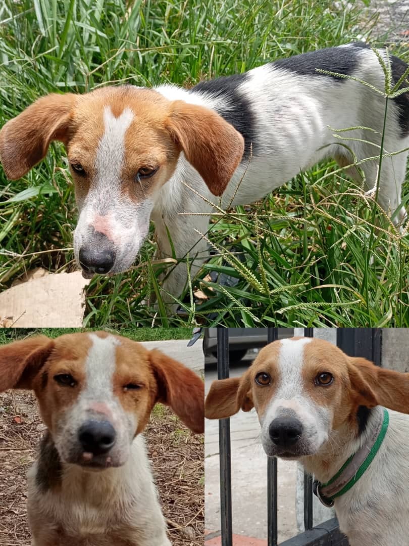 Help Dossy cover Lucho and Renzo's treatment campaign photo, 2 of 5