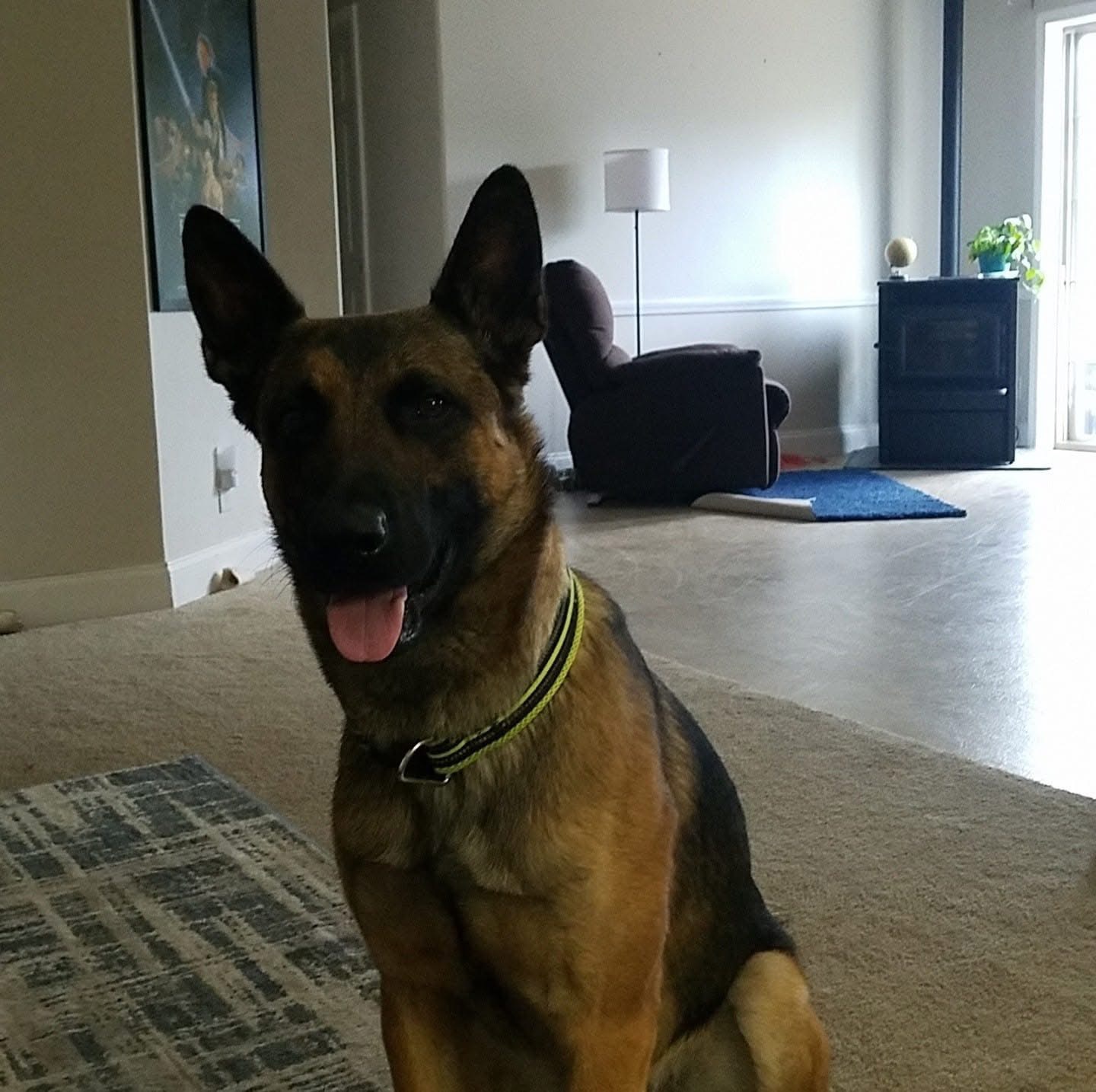 Help a Veteran and His Dog Rebuild After Fire campaign photo, 5 of 8