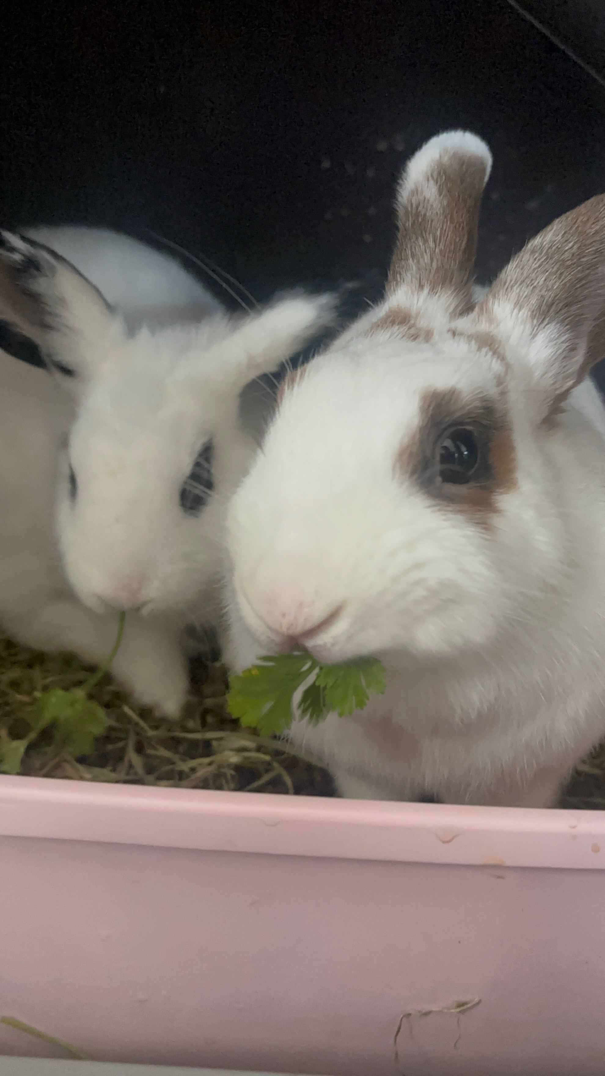 Help Gia Spay and Neuter Her Bunnies campaign photo, 2 of 4